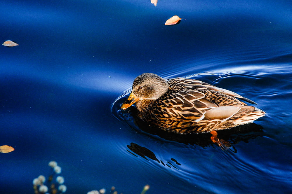 central, pond, nature, New York, brown bird, body of water, nyc  parks, mallard Duck, animal, brown, york, duck, water, bird, city, lake, 480P, animals, HD Wallpaper