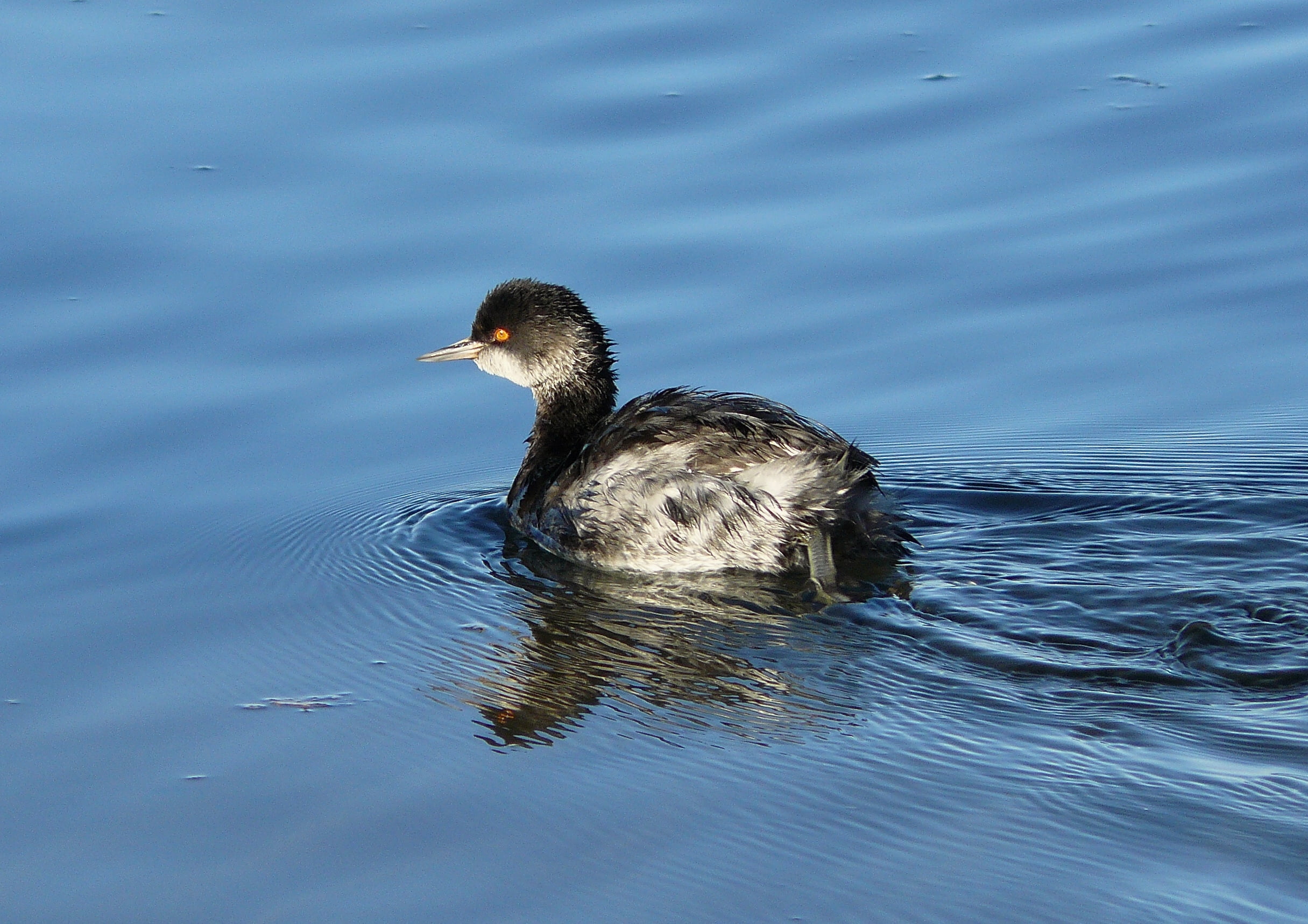 water, Podiceps nigricollis, black and gray, Migrant, black, Central Coast, 1080P, pond, mallard Duck, body, duck, Morro Bay State Park, wildlife, Marina, HD Wallpaper