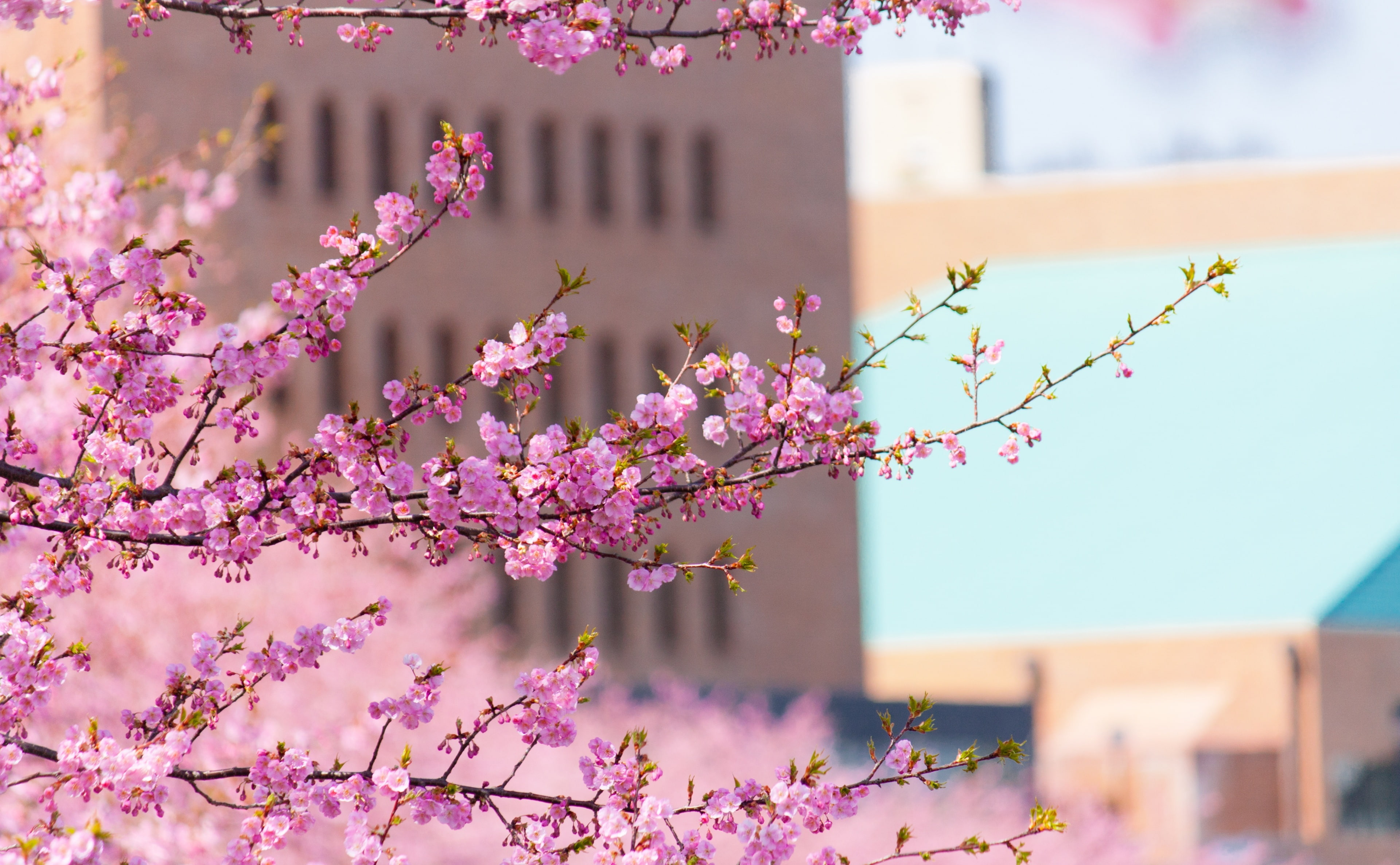 beauty in nature, Spring, 4K, pink color, cherry tree, Blurry, day, nature, cherry blossom, outdoors, freshness, plant, Aichi, building exterior, Branches, HD Wallpaper