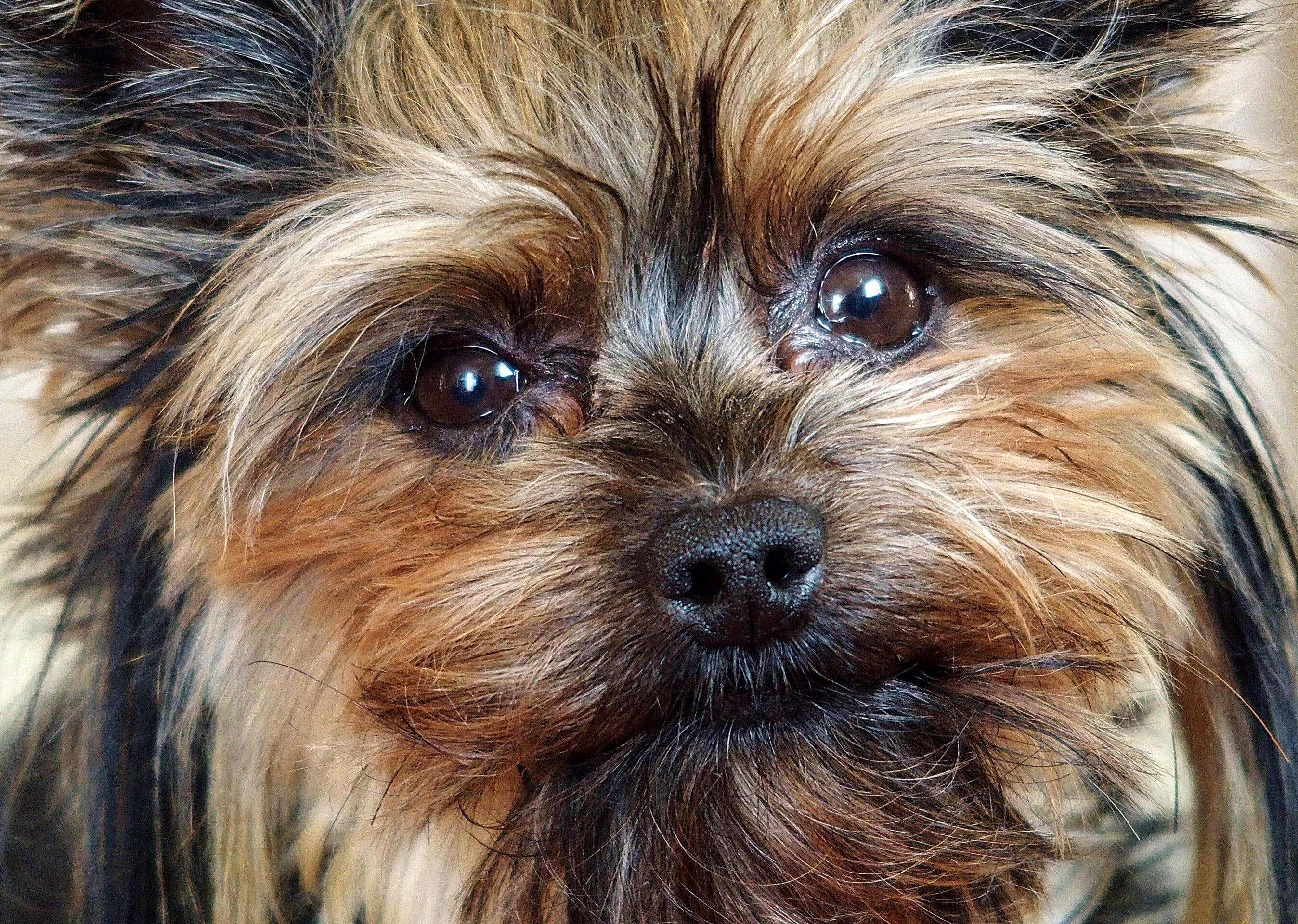 puppy, one Animal, Dog, friendship, pets, Facial, hair, yorkshire Terrier, lap Dog, portrait, canine, animal themes, close-up, vertebrate, 2K, domestic, HD Wallpaper
