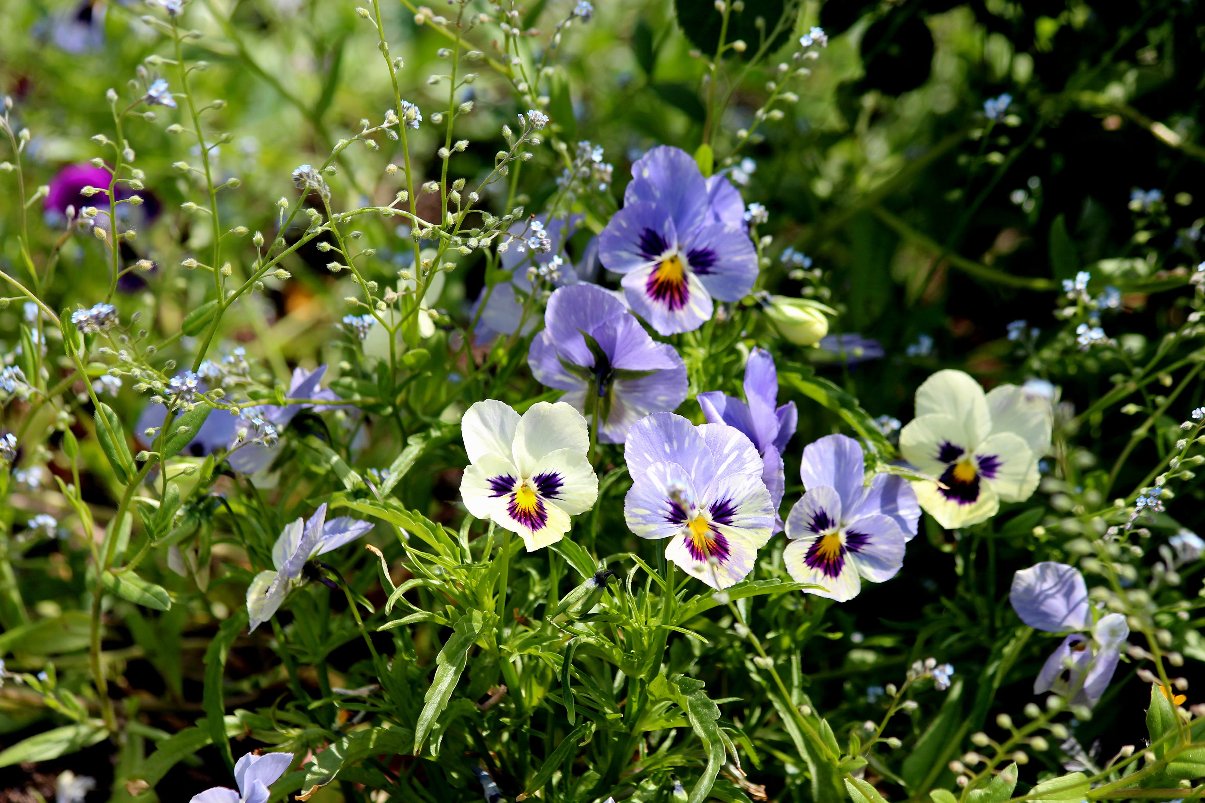 come-and-cuddle-me, vulnerability, sunny, jack-jump-up-and-kiss-me, beauty in nature, bloom, garden plants, growth, selective focus, tickle-my-fancy, viola tricolor, HD Wallpaper