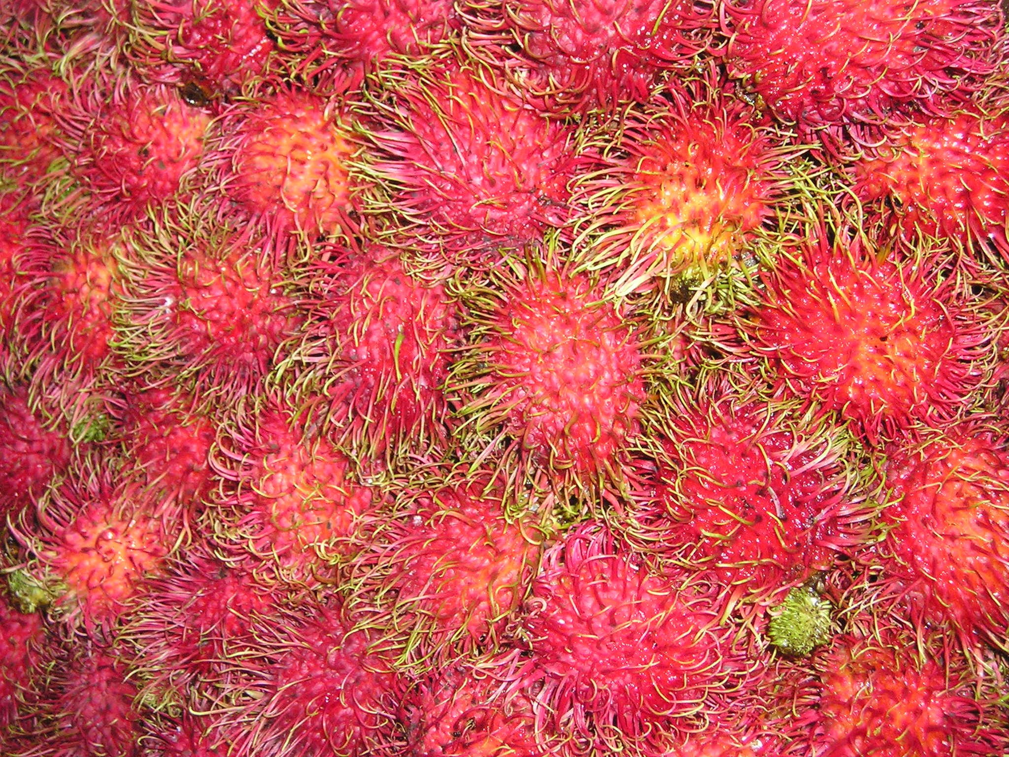 organic, dessert, litsch, red, lychee, asia, 1080P, healthy Eating, so, freshness, large group of objects, southeast, sweet Food, no people, high angle view, HD Wallpaper