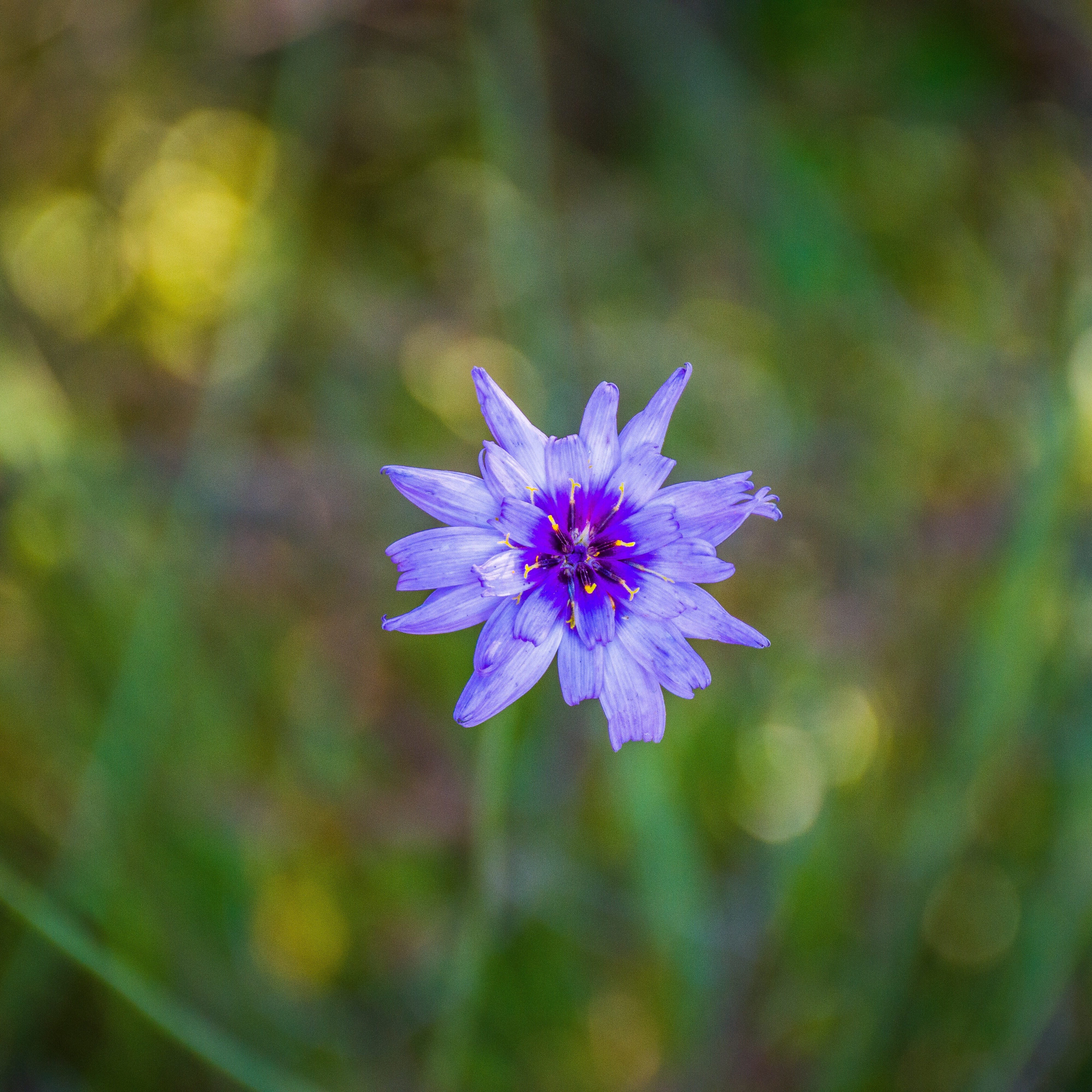 beauty, outdoors, fragility, wildflower, inflorescence, flowering plant, flower petals, close-up, south of france, 4K, flora, provence, single flower, Phone HD Wallpaper