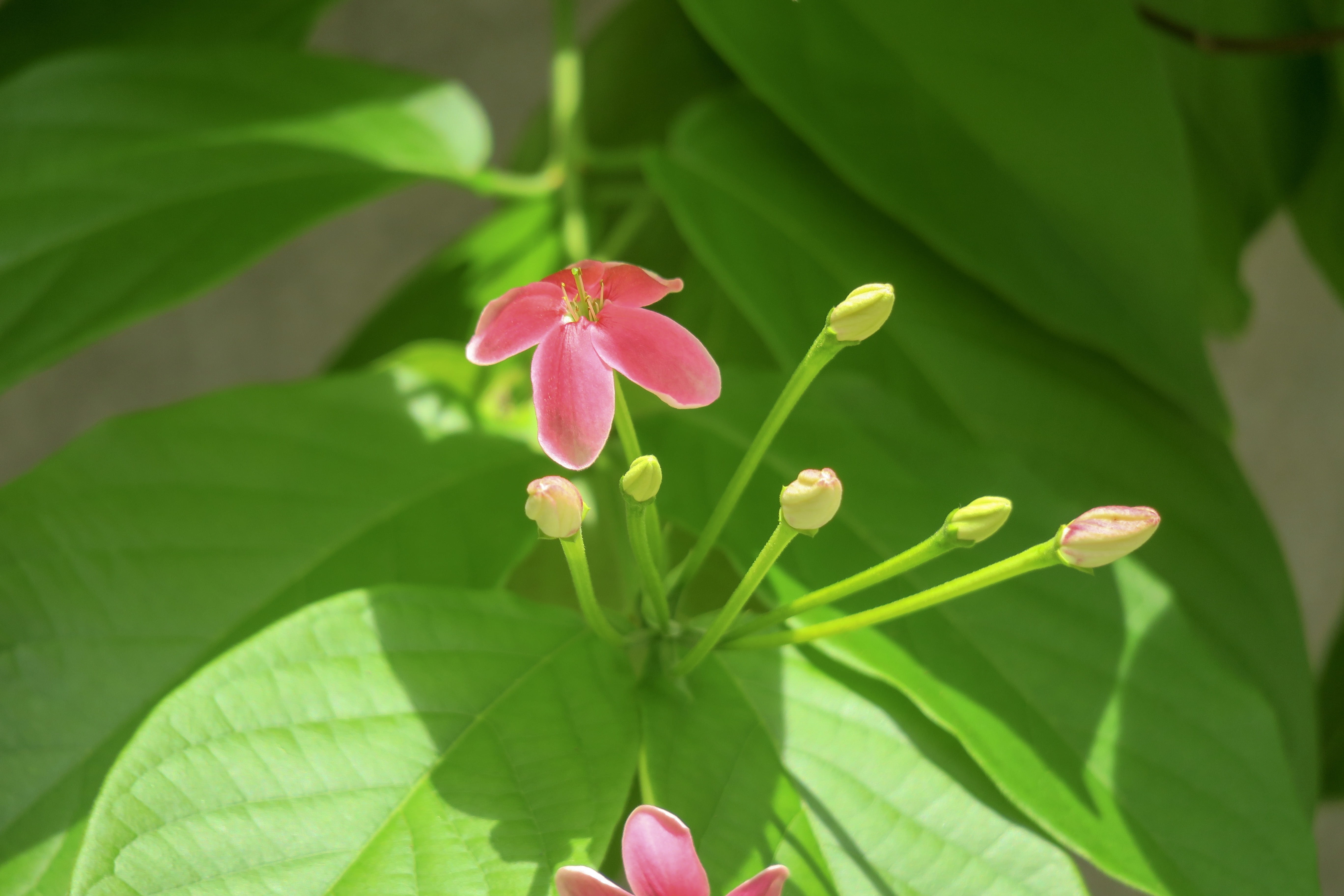 day, flowers, little flower, garden, green color, freshness, wild, red flowers, flower head, foliage, flower, plant part, bloom, vitality, qingxinziran, HD Wallpaper