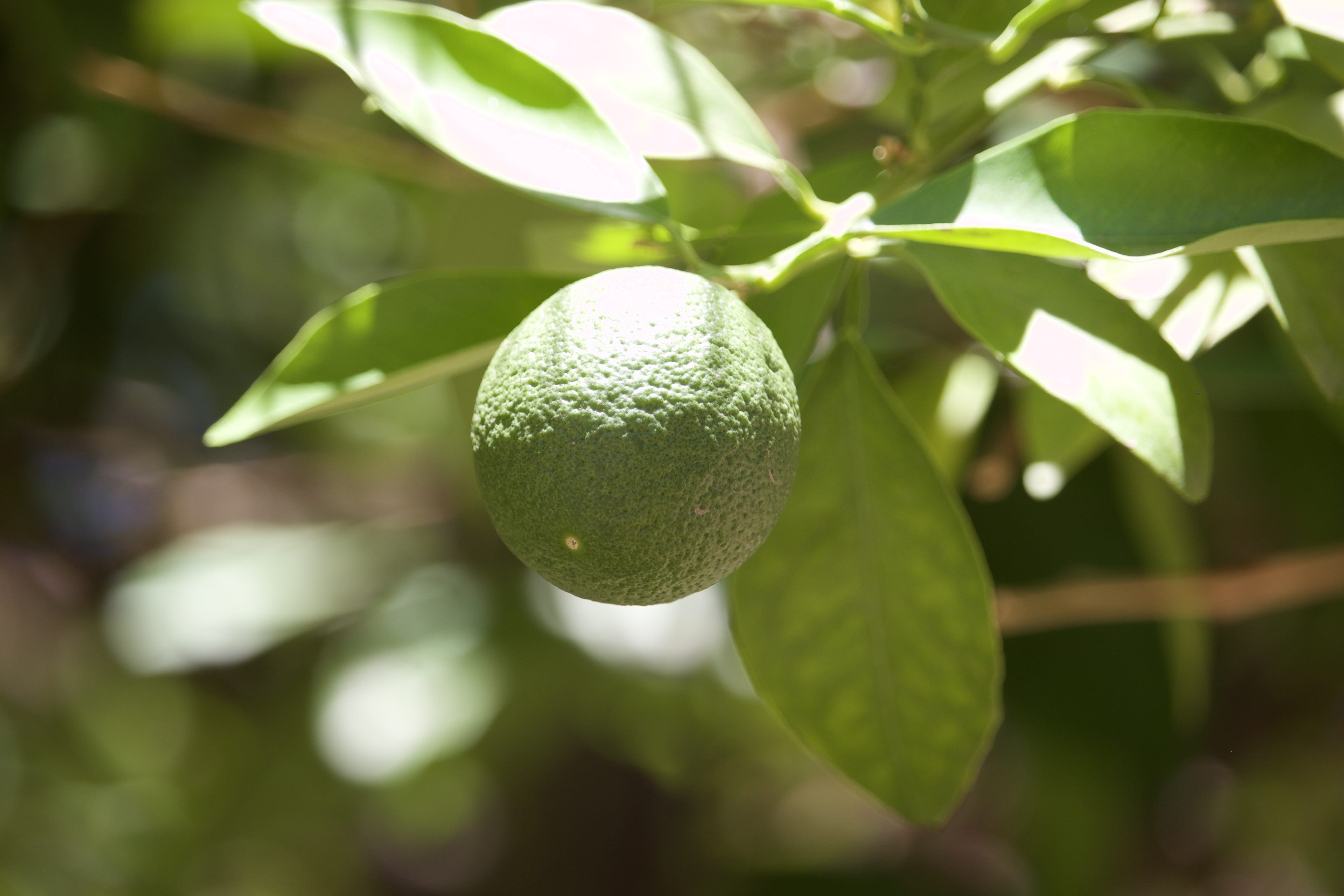 green color, citrus fruit, no people, gin, plant, outdoors, close-up, fresh, lime, beauty in nature, growth, plant part, united states, focus on foreground, HD Wallpaper