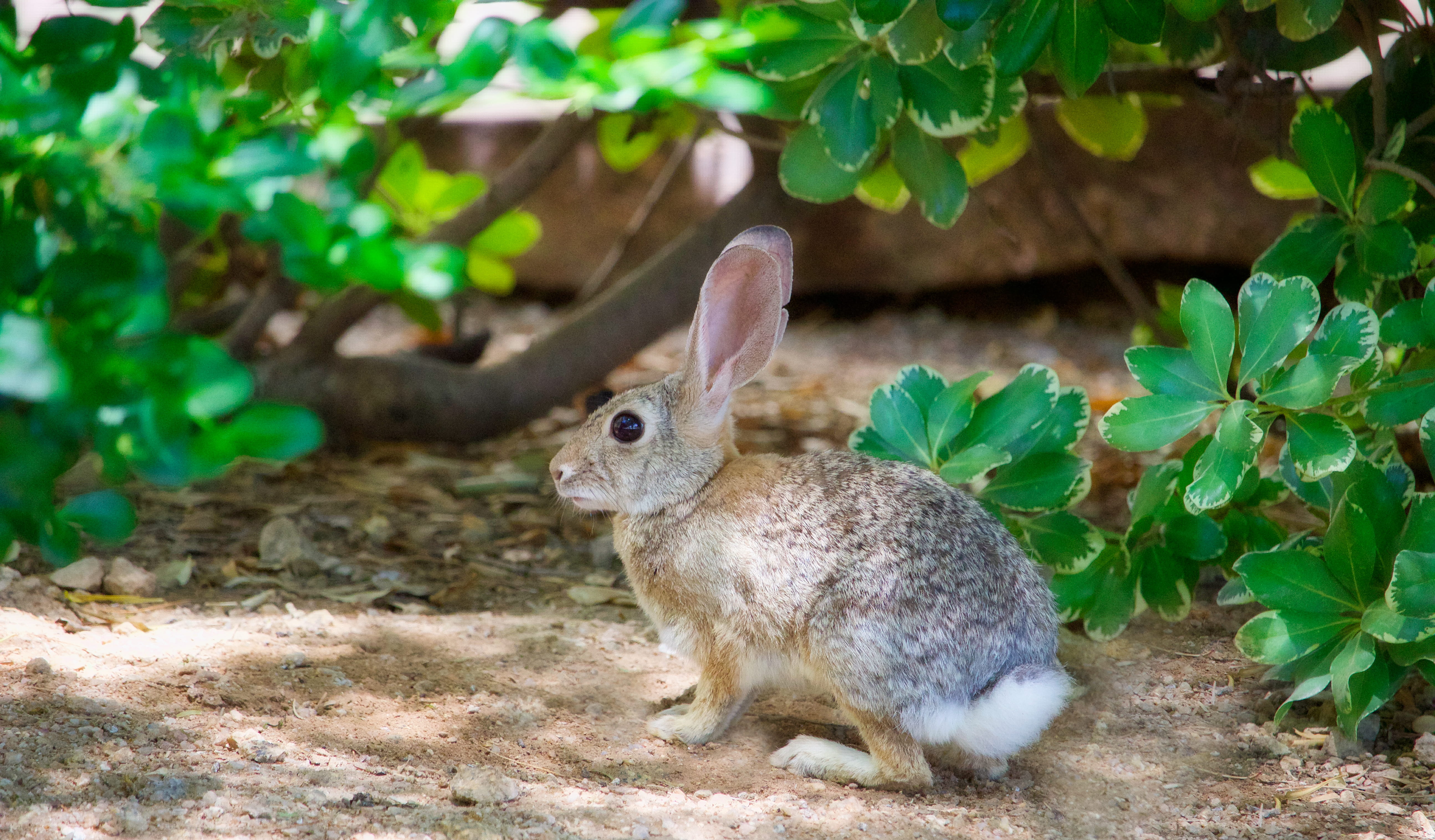 5K, animal wildlife, animals in the wild, vertebrate, beside, green color, one animal, pottery, fairmont scottsdale princess, growth, day, plant, mammal, HD Wallpaper