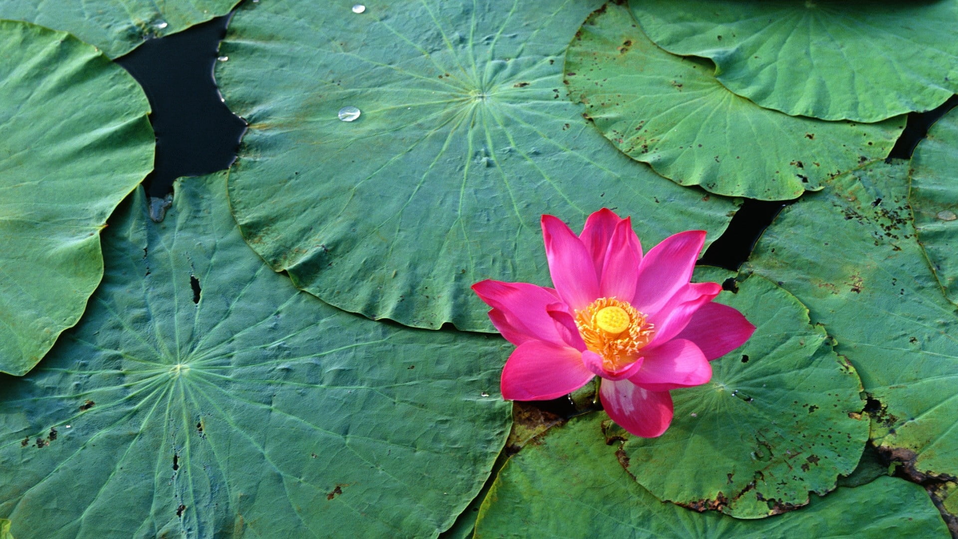 pond, green Color, purple, freshness, backgrounds, flowering plant, petal, plant part, lily, summer, outdoors, no people, rose, growth, beauty In Nature, HD Wallpaper