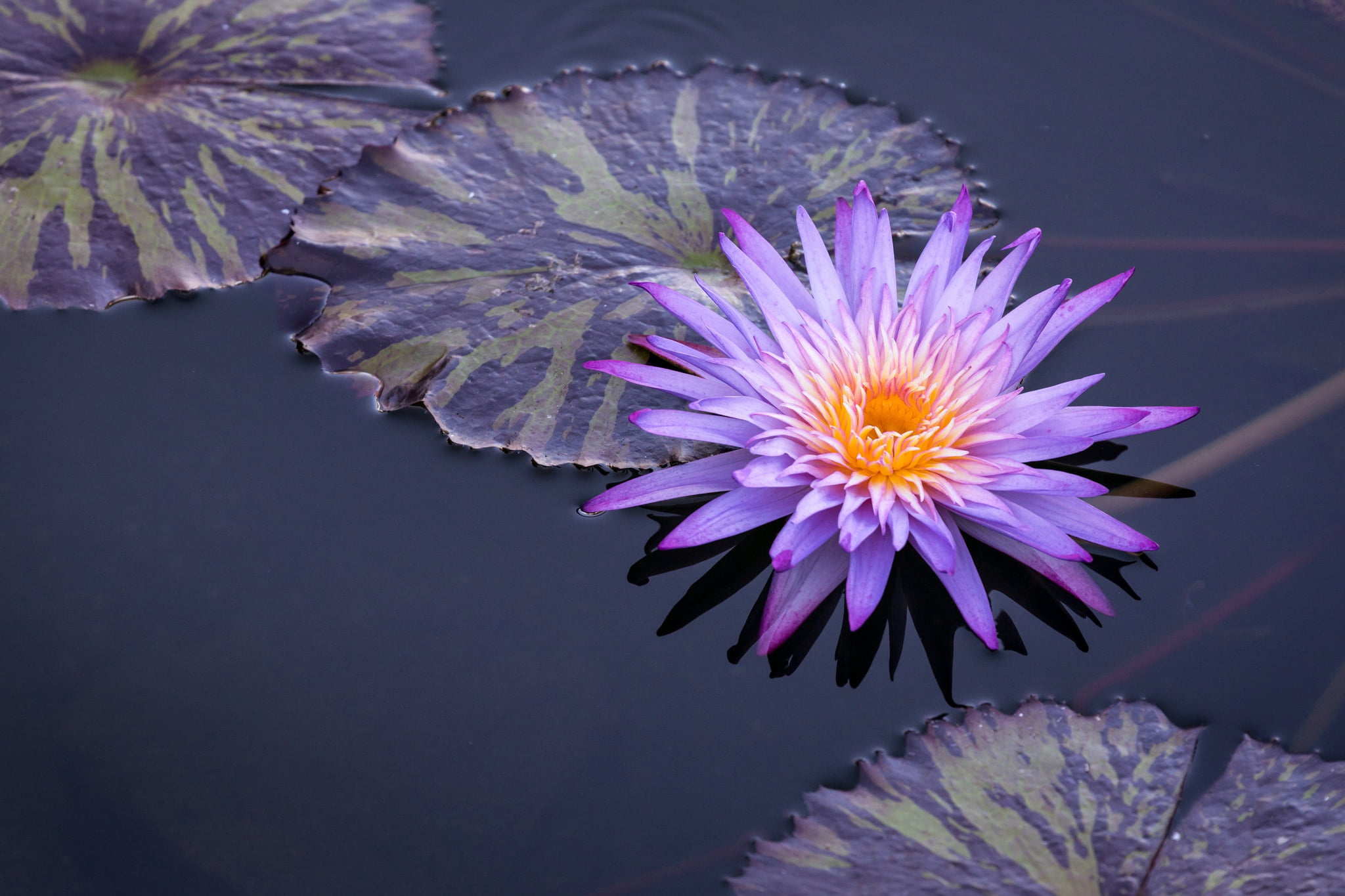pollen, no people, flower, waterlily, growth, 1080P, close-up, yellow, beauty in nature, spring, day, water, leaves, nature, leaf, fragility, springtime, HD Wallpaper