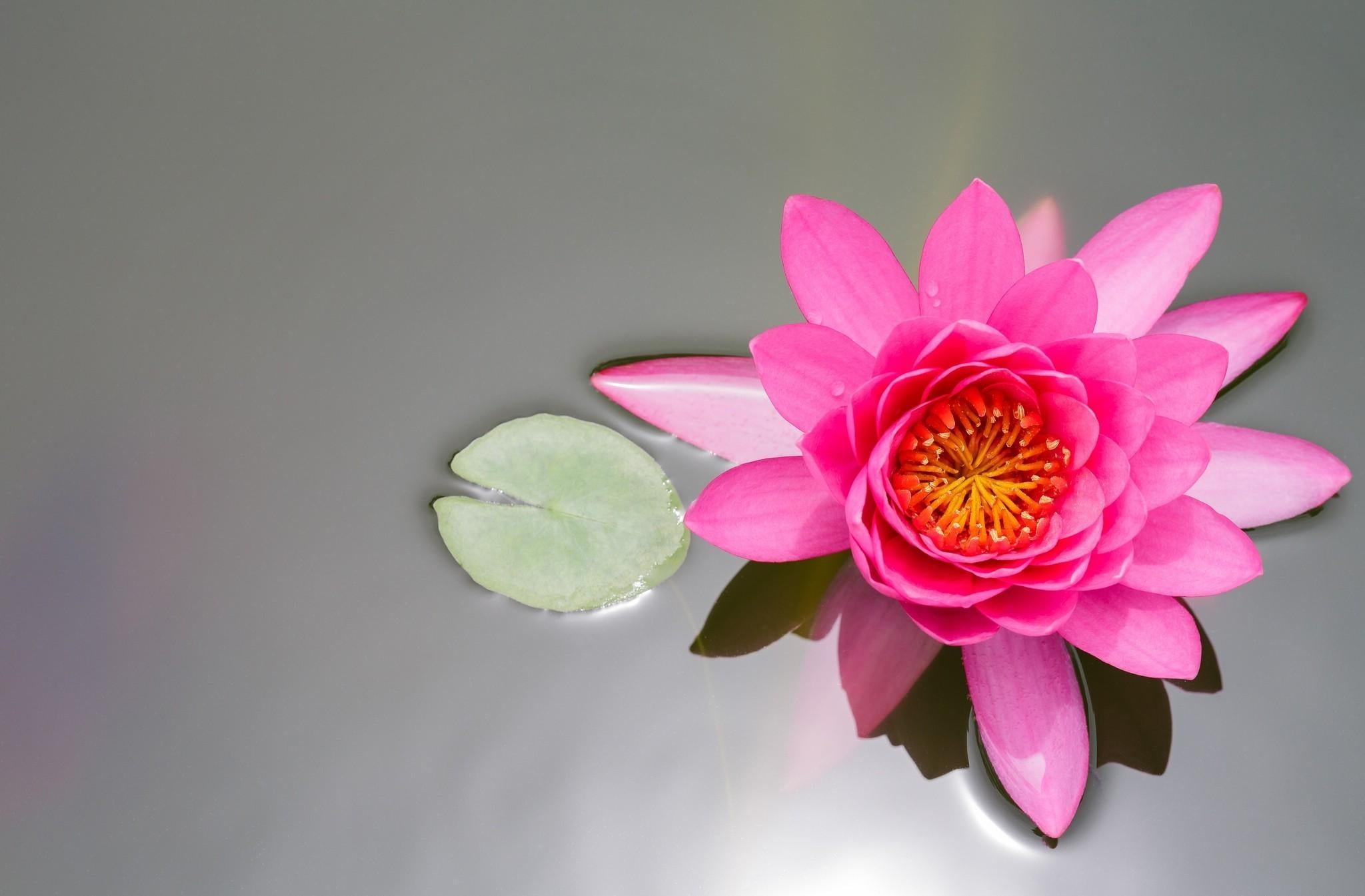 green Color, single Flower, close-up, tropical Climate, flowering plant, waterlily, pink Color, pink, blossom, decoration, lotus, freshness, purple, pollen, HD Wallpaper