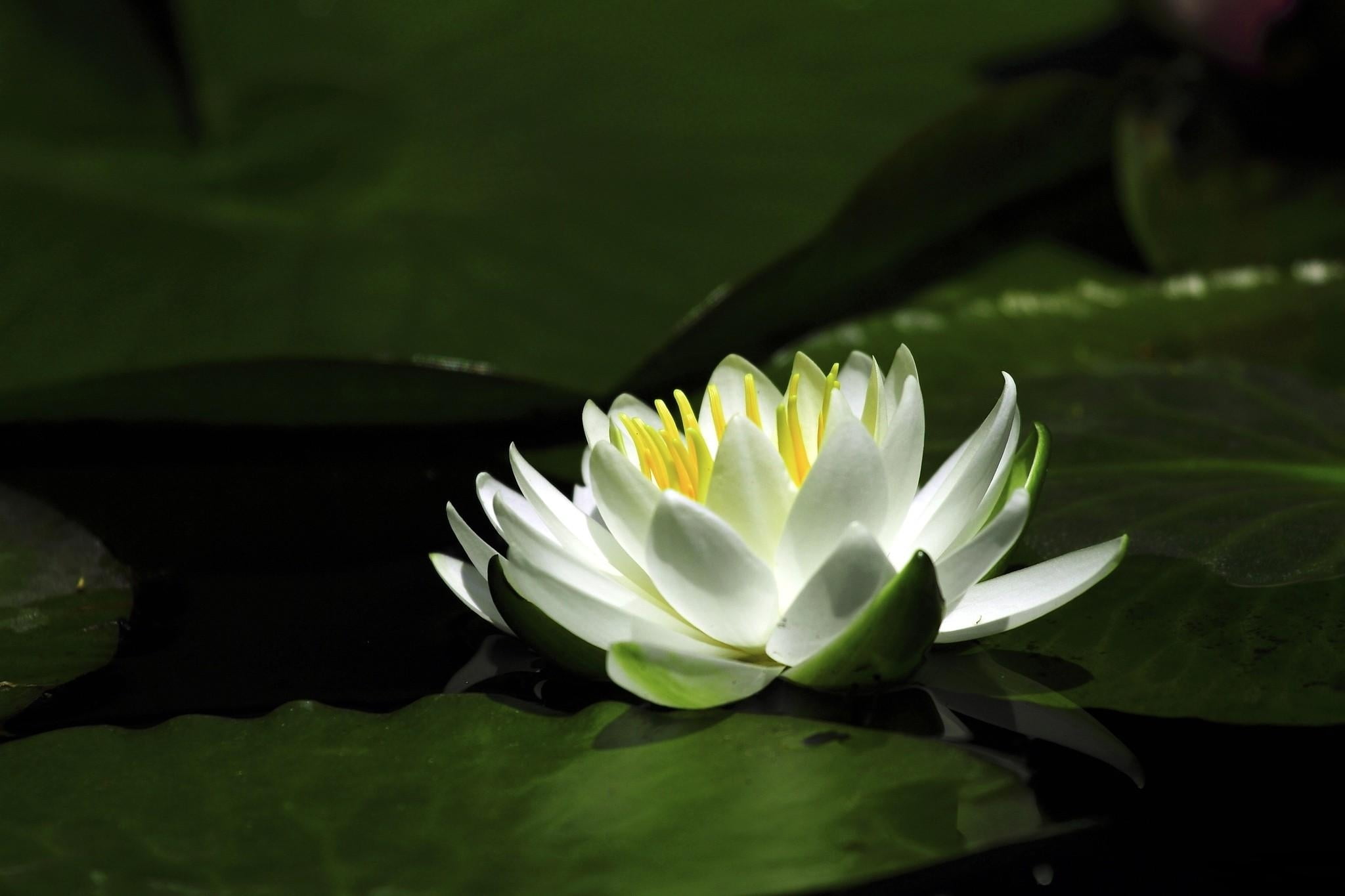 purity, growth, outdoors, petaled, lake, backgrounds, flower, vulnerability, nature, inflorescence, petal, macro, water Lily, floating on water, close-up, HD Wallpaper