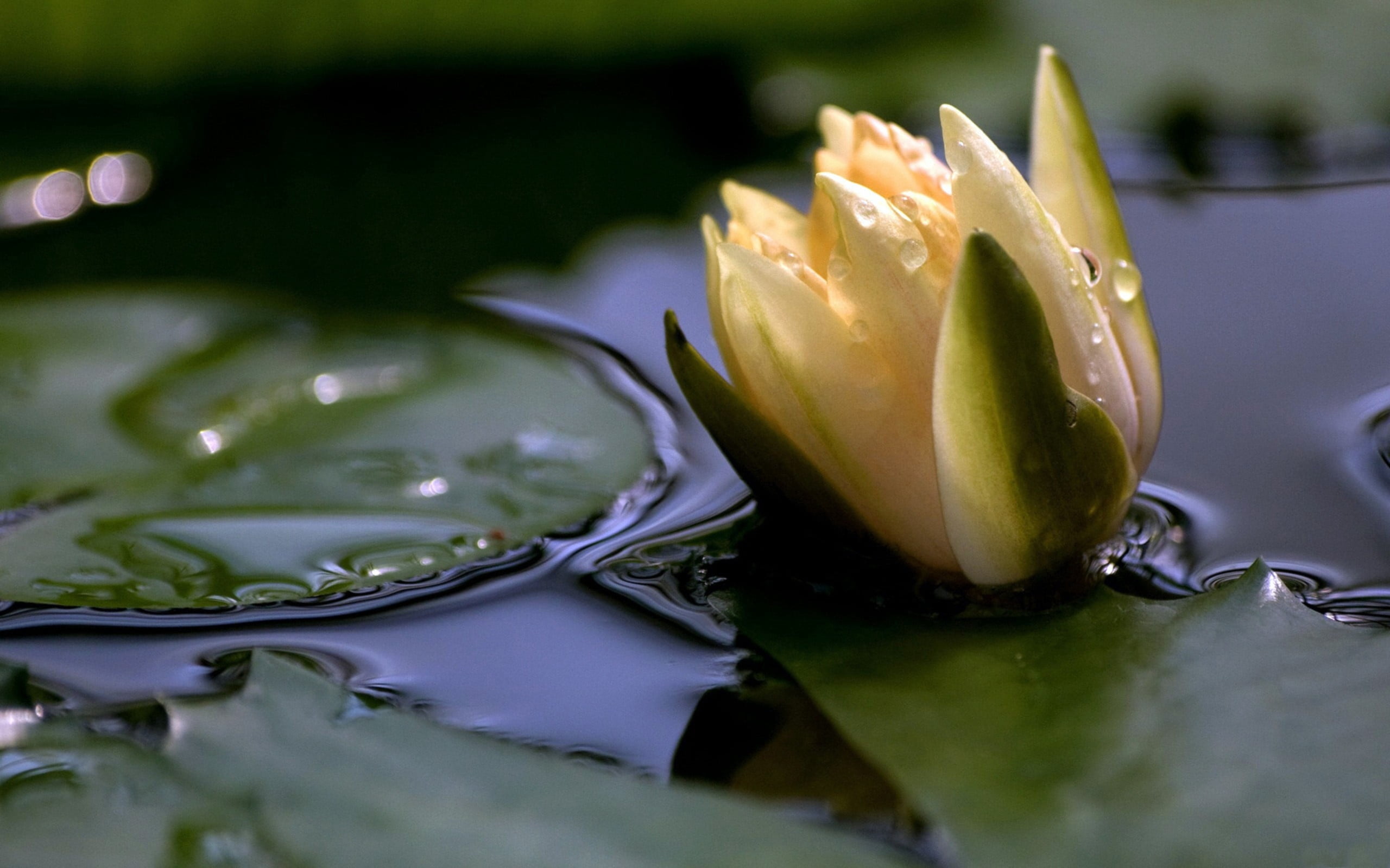 waterlily, close-up, beauty In Nature, yellow, drop, tranquil Scene, reflection, petal, flowering plant, plant, no people, green Color, water Surface, 2K, HD Wallpaper