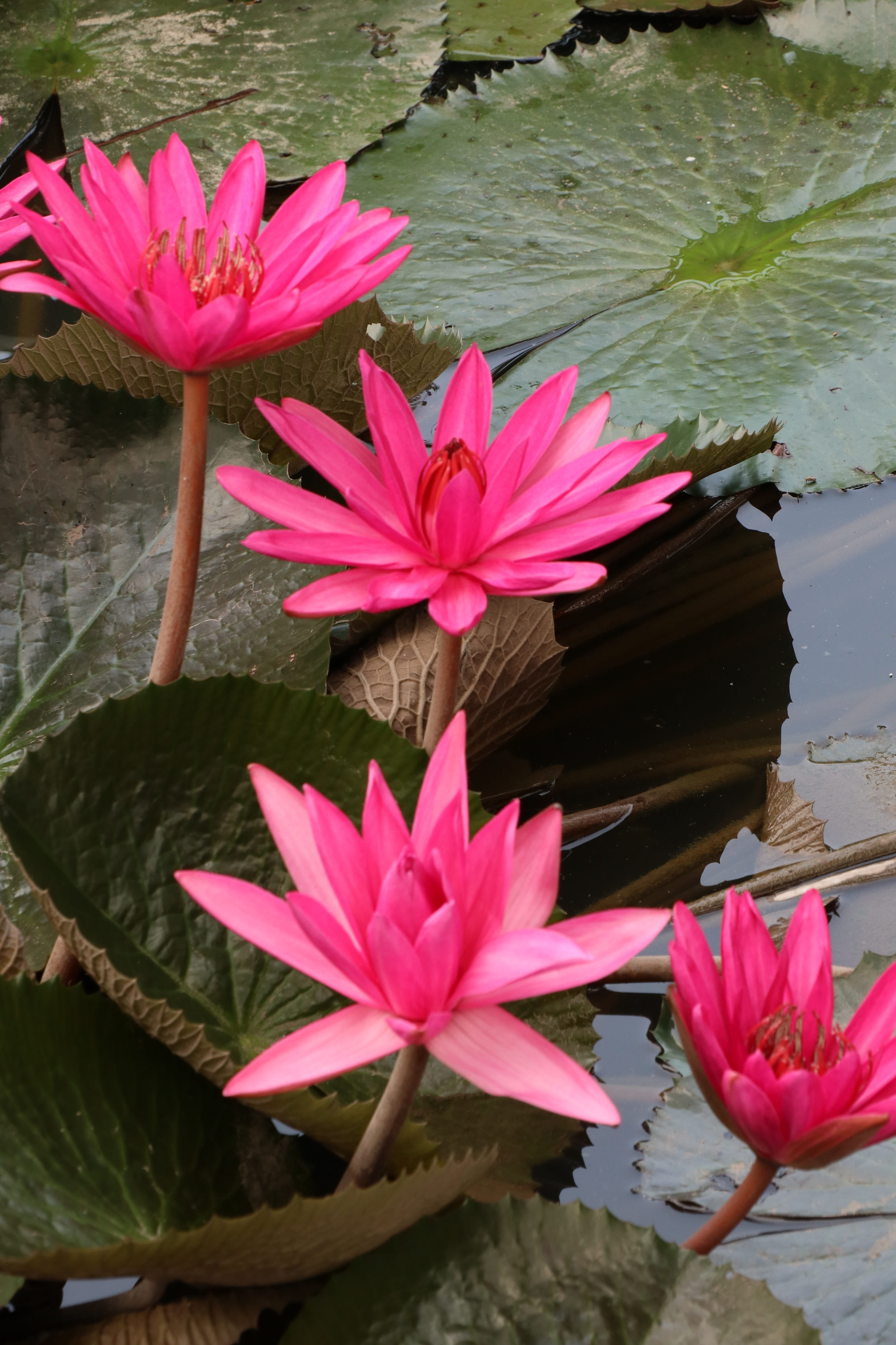 season, 5K, lotus, meadow, outdoors, waterlily, floral, spring, growth, plant, pink color, pink, garden, bloom, branch, beauty in nature, four, leaf, water lily, Phone HD Wallpaper