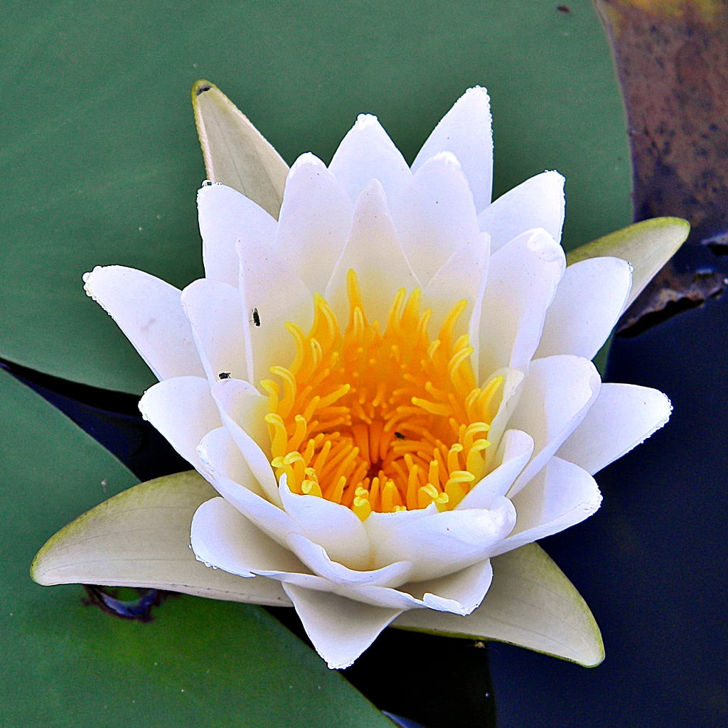 botany, water Lily, White Waterlily, plant, lake, petaled, pond, beauty In Nature, flower Head, waterlily, leaf, white, Wildflowers, Florida, nature, petal, Phone HD Wallpaper