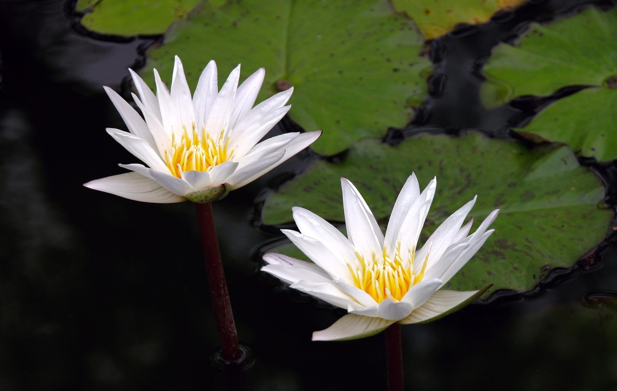 two, freshness, growth, white color, plant, flowering plant, fragility, inflorescence, leaves, outdoors, pollen, 1080P, vulnerability, leaf, yellow, daisy, HD Wallpaper