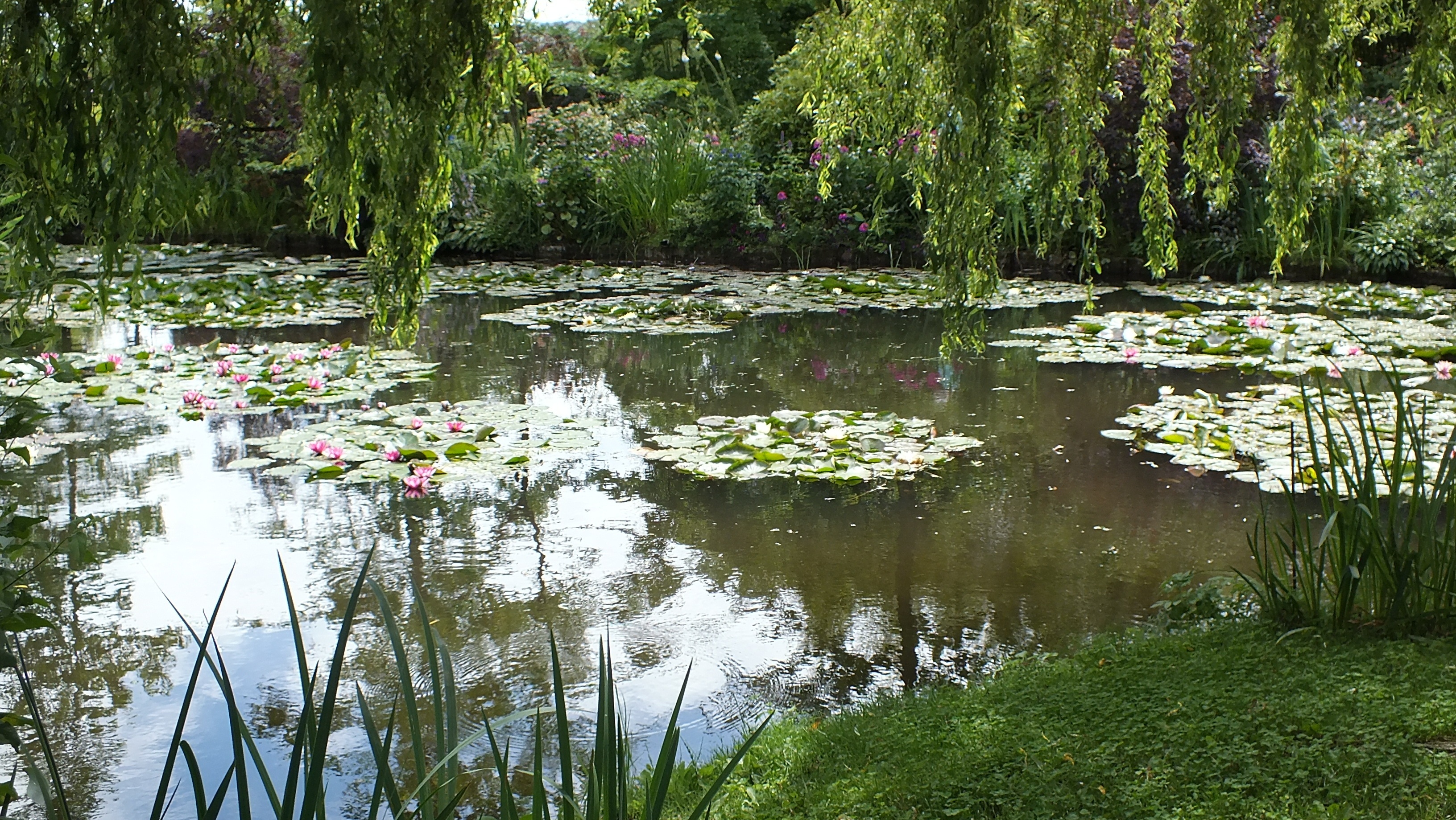 water, scenics - nature, no people, waterlilies, growth, floating on water, tranquility, flower, tranquil scene, beauty in nature, floating, flowering plant, HD Wallpaper