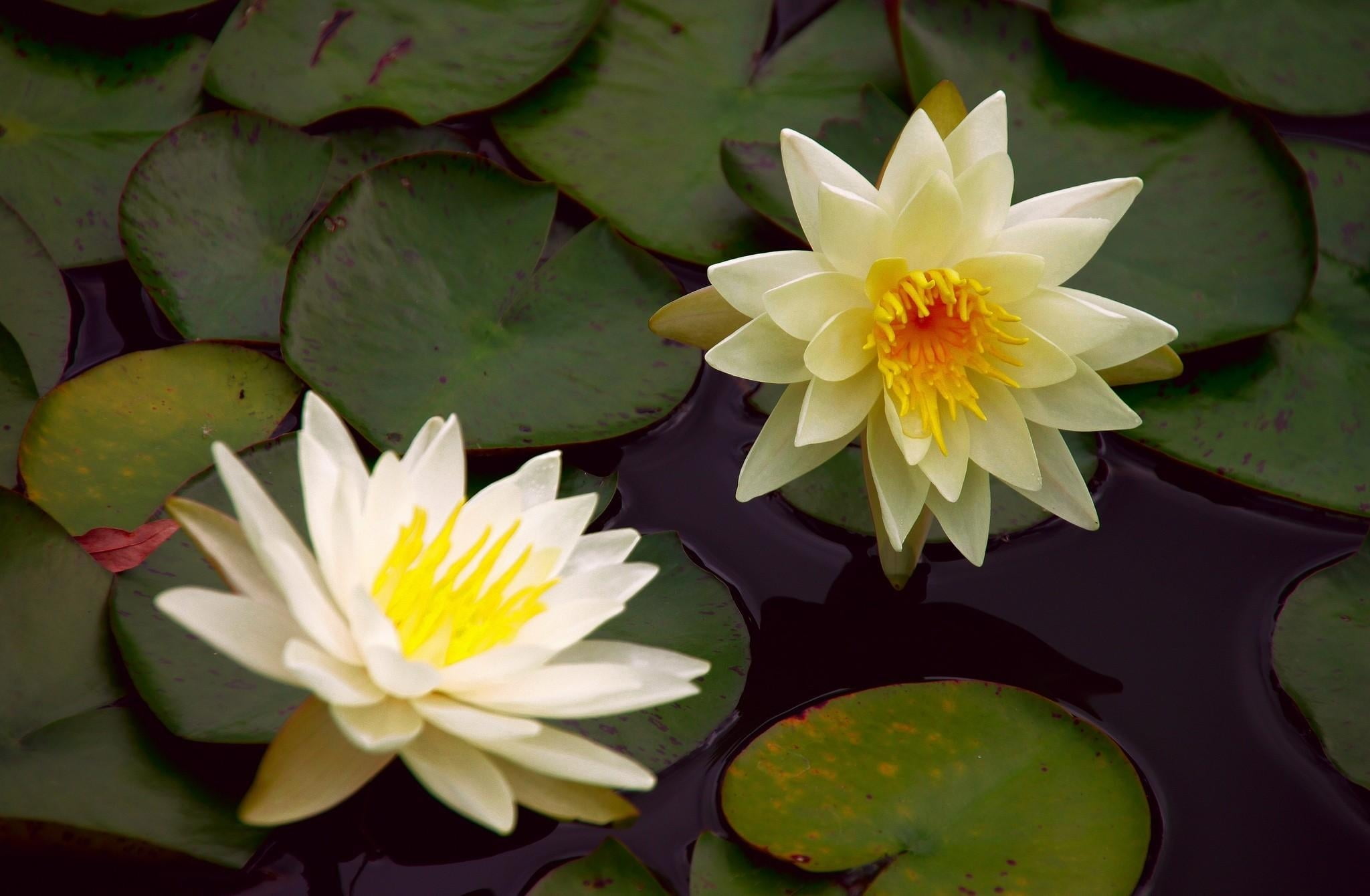 steam, plant part, plant, flower head, flowers, fragility, 1080P, beauty in nature, water lily, lotus water lily, flower, nature, close-up, vulnerability, HD Wallpaper