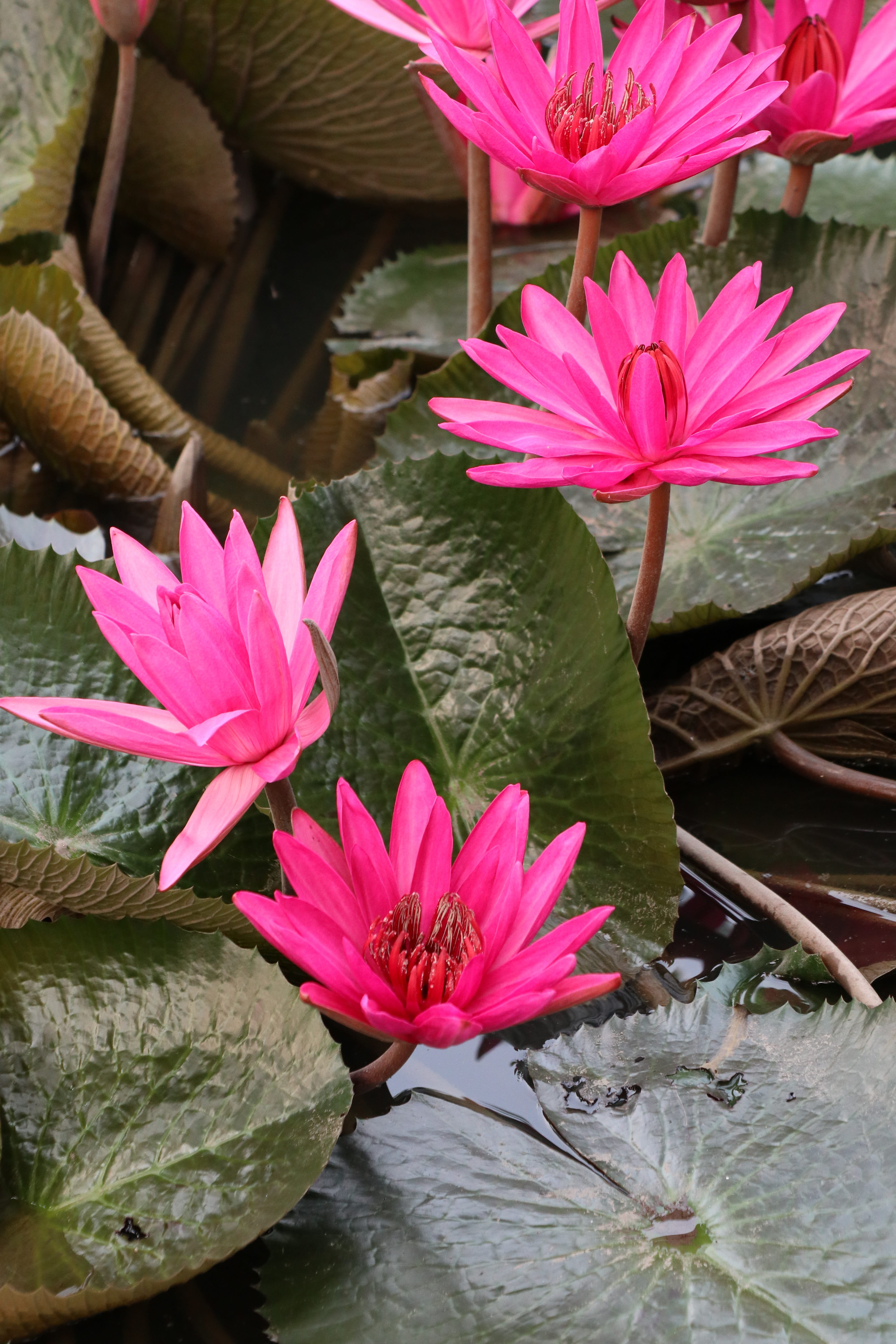 bloom, plant, water lily, inflorescence, floating on water, lotus, flowering plant, flower head, season, leaf, garden, pollen, growth, green, fragility, Phone HD Wallpaper
