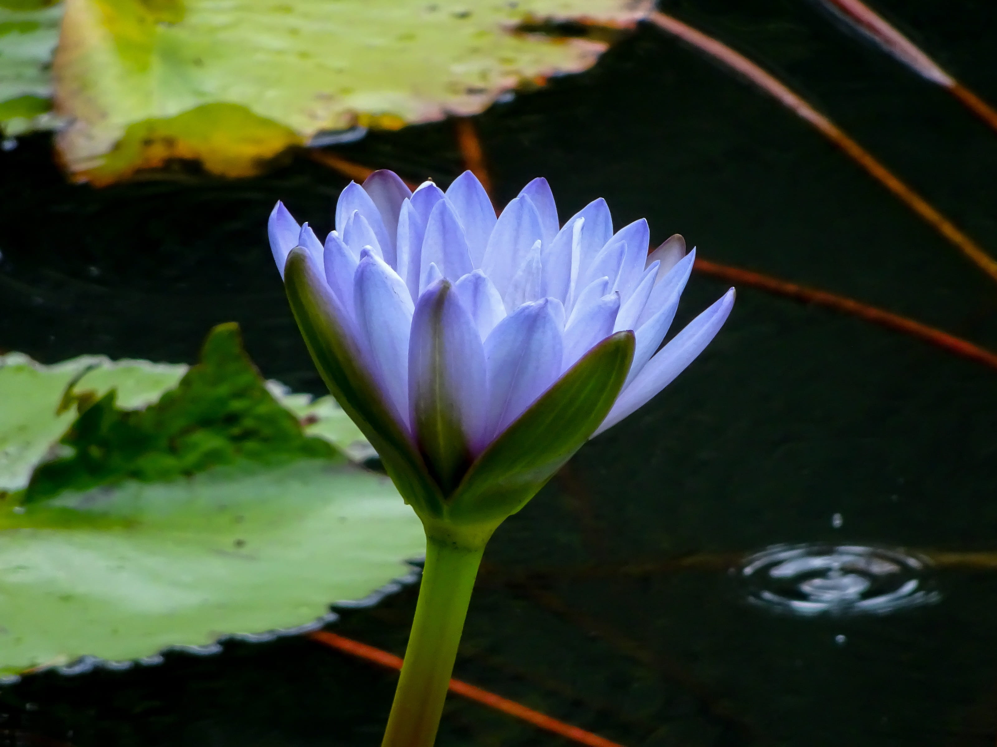 close-up, blue, fragility, waterlily, water lily, growth, aquatic, leaf, freshness, petal, lake, plant, plant part, floating on water, purple, nature, vulnerability, HD Wallpaper