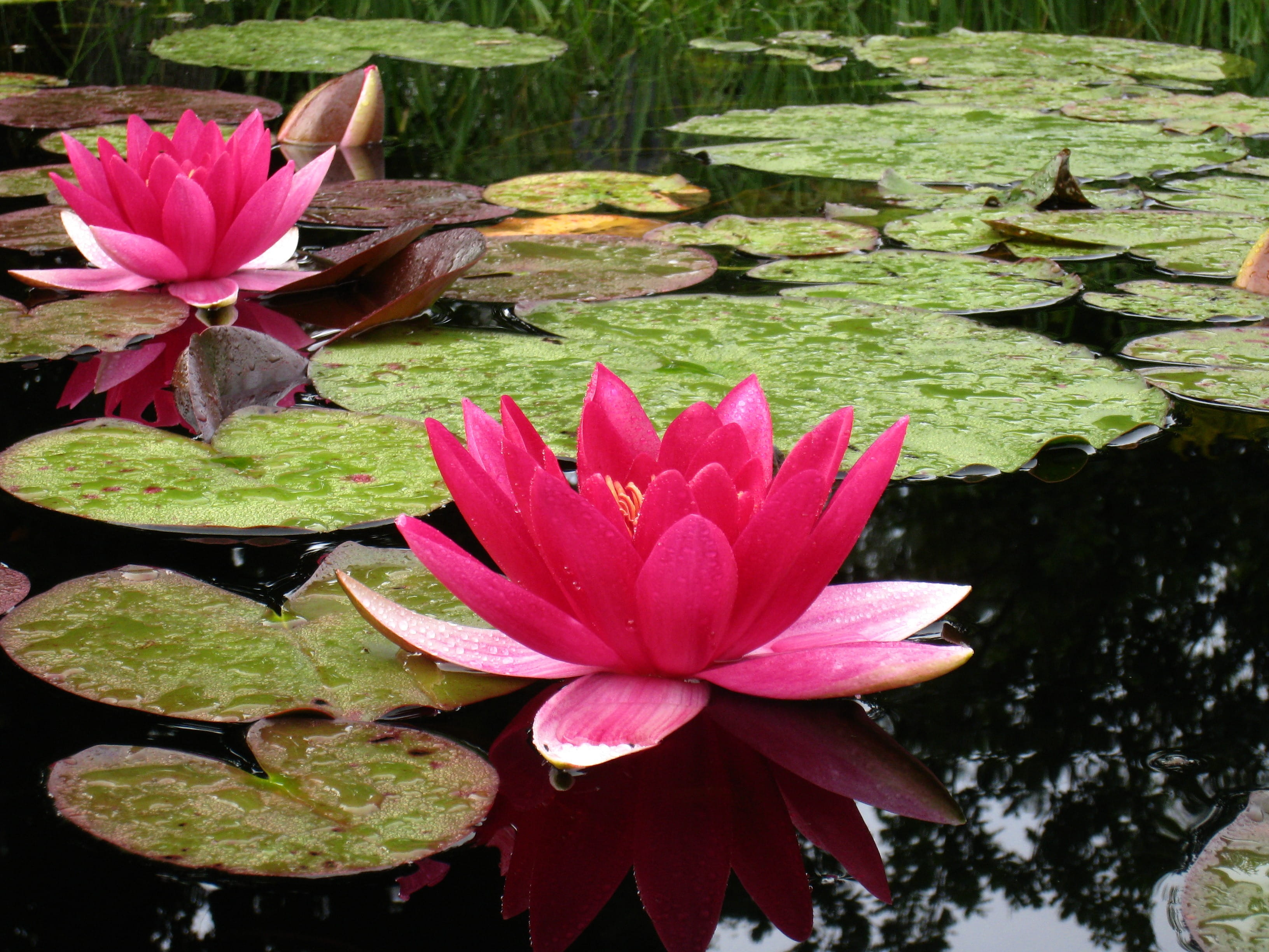 pollen, fragility, floating, pink, water, plant part, green Color, pond, no people, leaf, lake, outdoors, summer, pink Color, floating on water, flower, HD Wallpaper