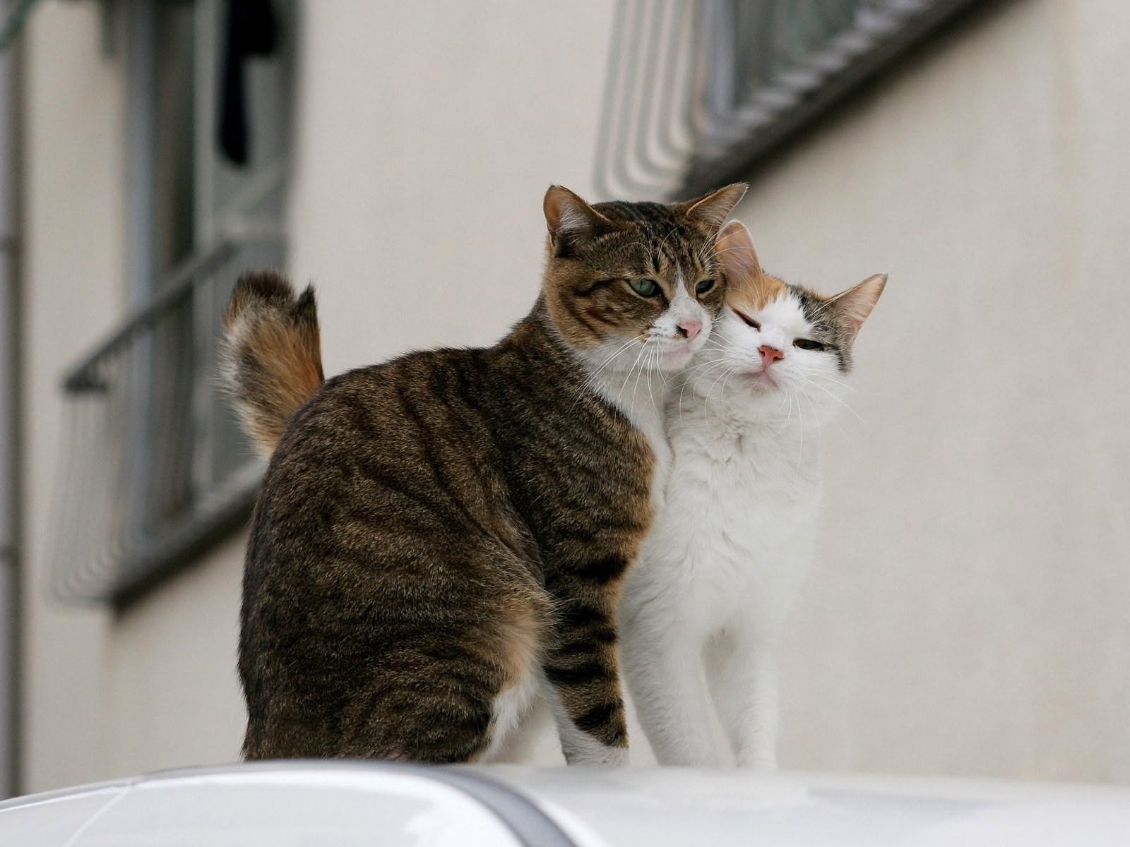 no people, one animal, Cats, selective focus, domestic, Couple, animal themes, indoors, tabby, 720P, animal, feline, looking away, mammal, pets, Tenderness, HD Wallpaper