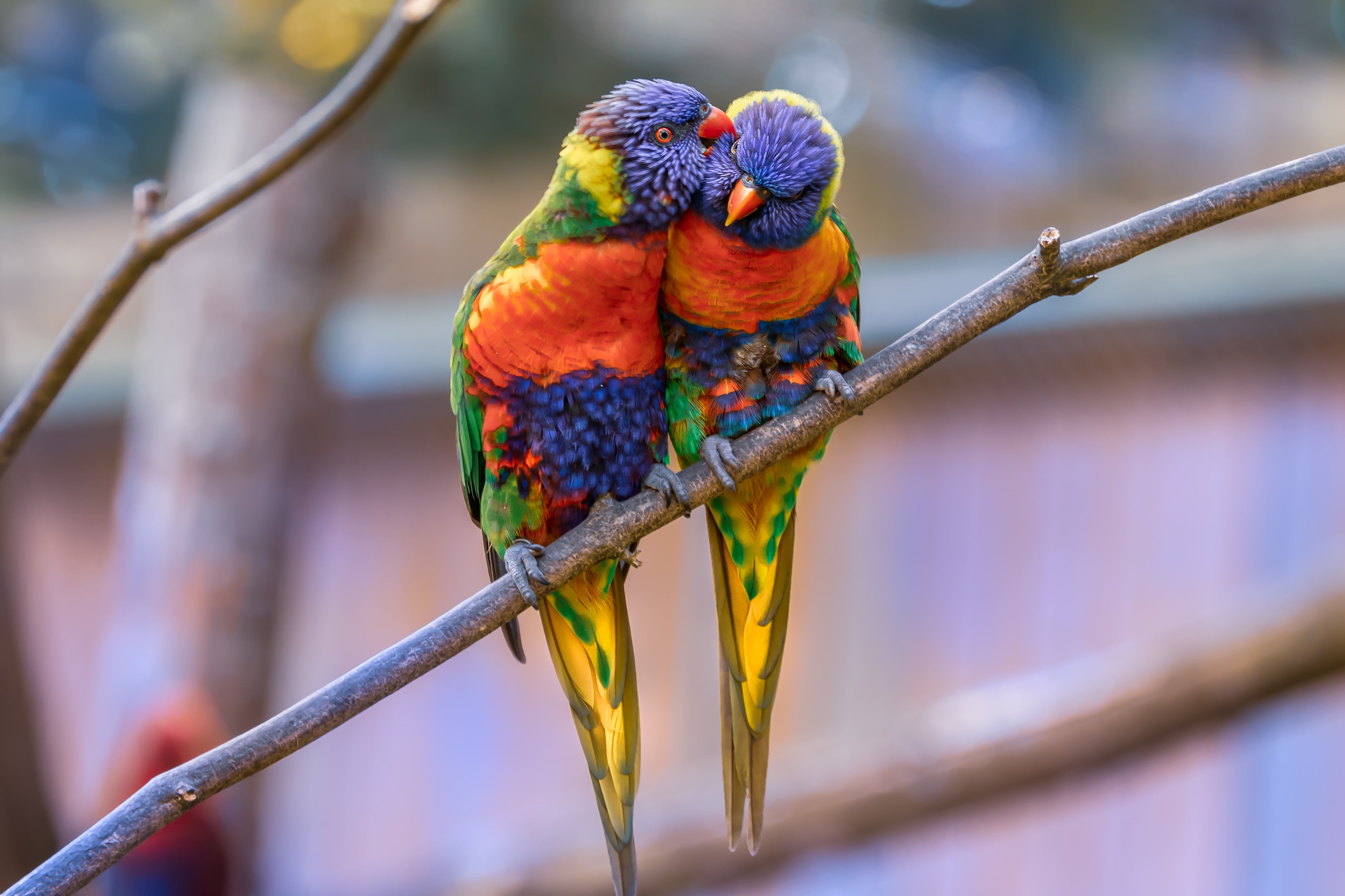 day, animal, birds, animal wildlife, tree, vertebrate, outdoors, no people, tenderness, rainbow lorikeet, close-up, animal themes, plant, perching, animals in the wild, HD Wallpaper