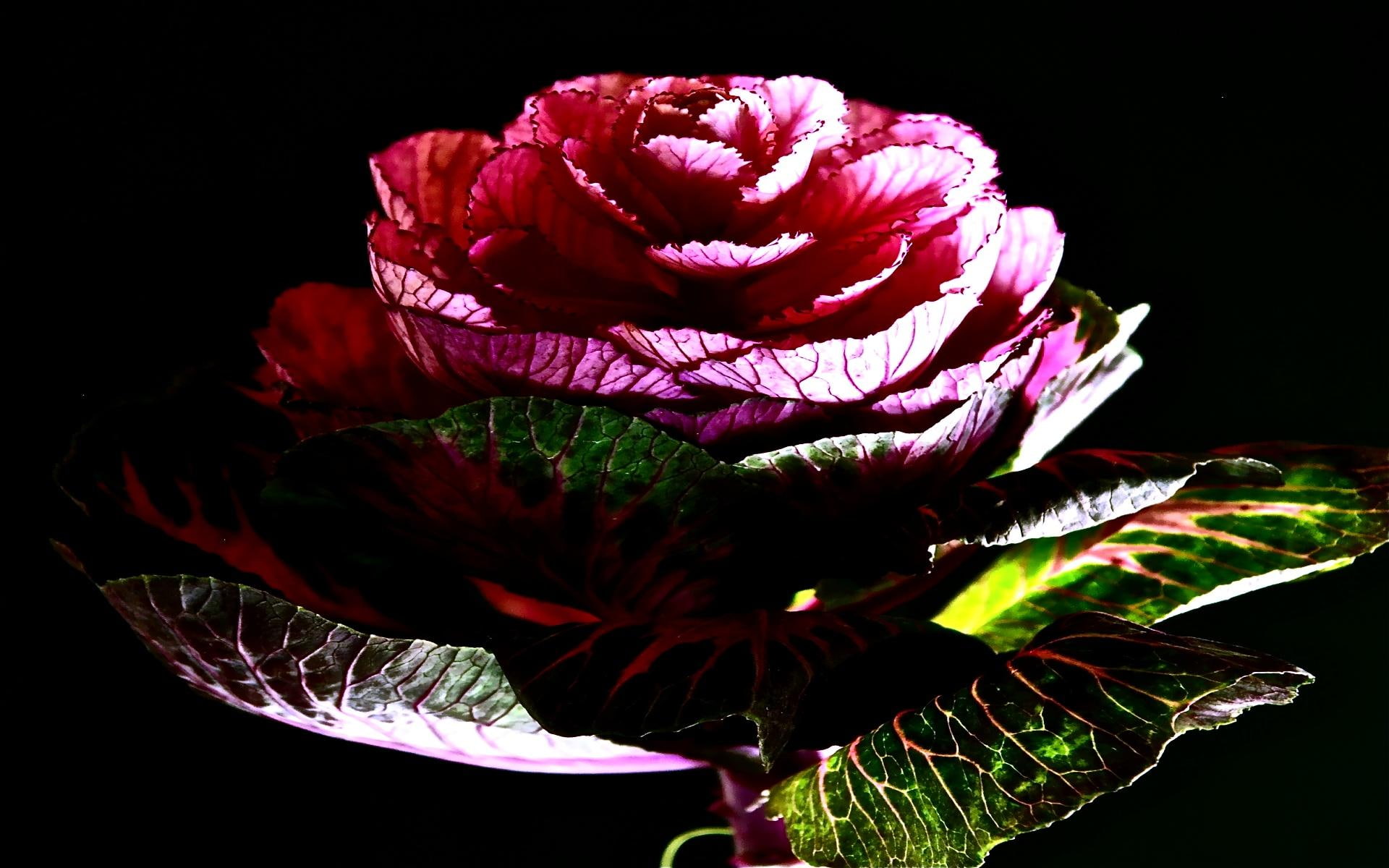 glow, lovely, caring, romantic, nature, pink, 3d and abstract, abstract, 1080P, colorful, love, tenderness, flower, HD Wallpaper