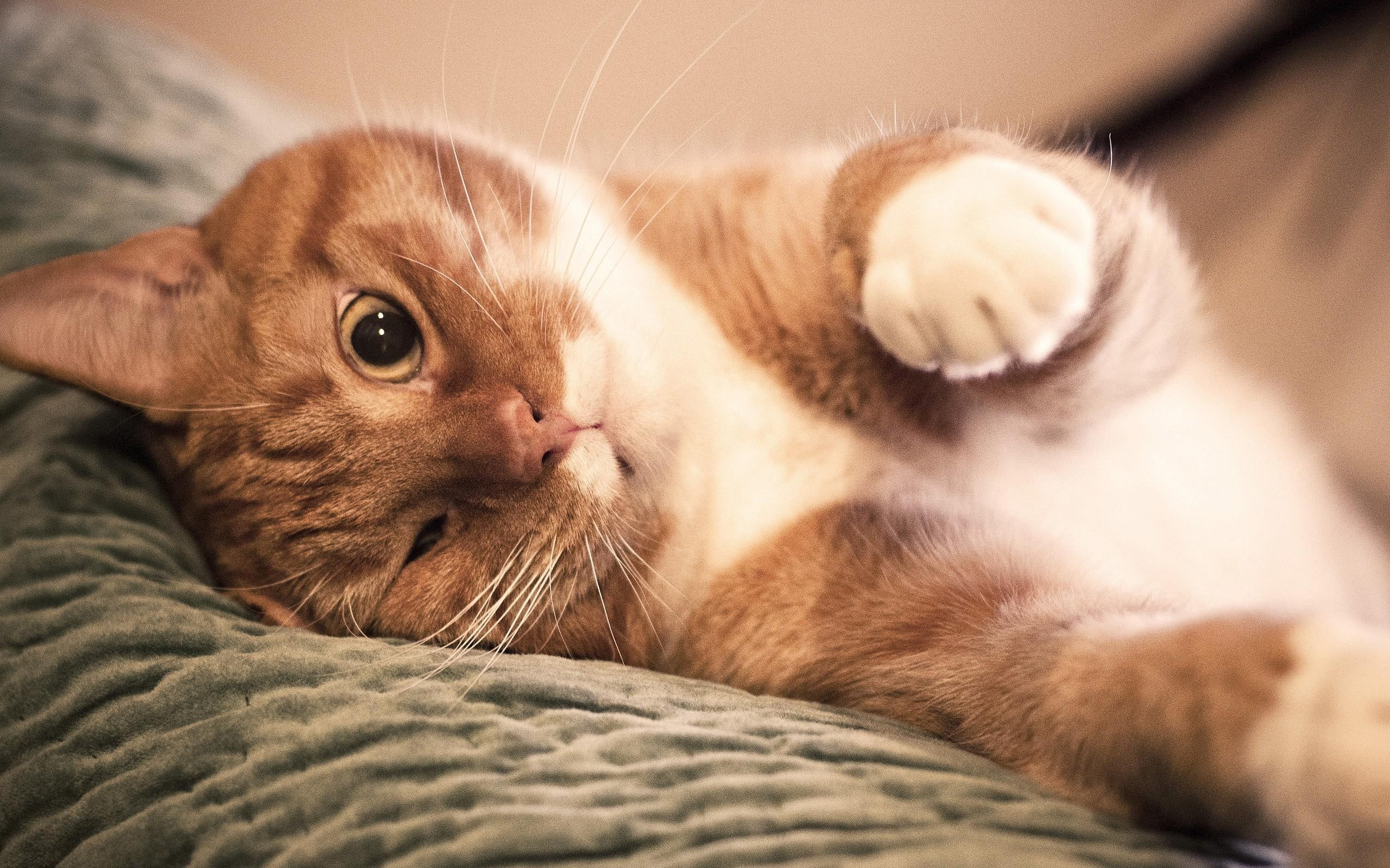 red, kitten, tender, animals, 2K, animal, feline, HD Wallpaper