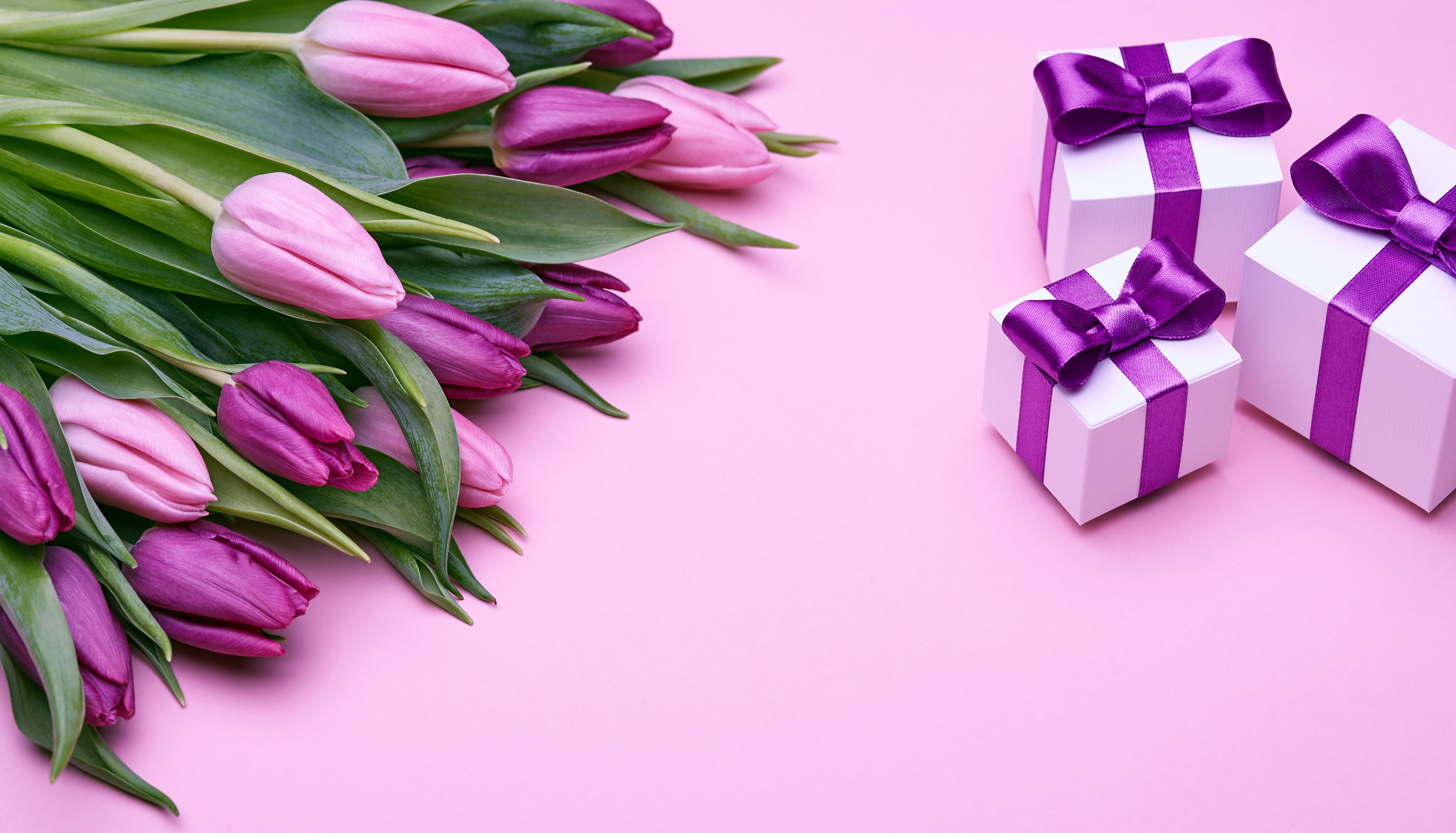 romantic, pink, love, gift, bouquet, 4K, bow, gifts, fresh, tulips, purple, flowers, HD Wallpaper