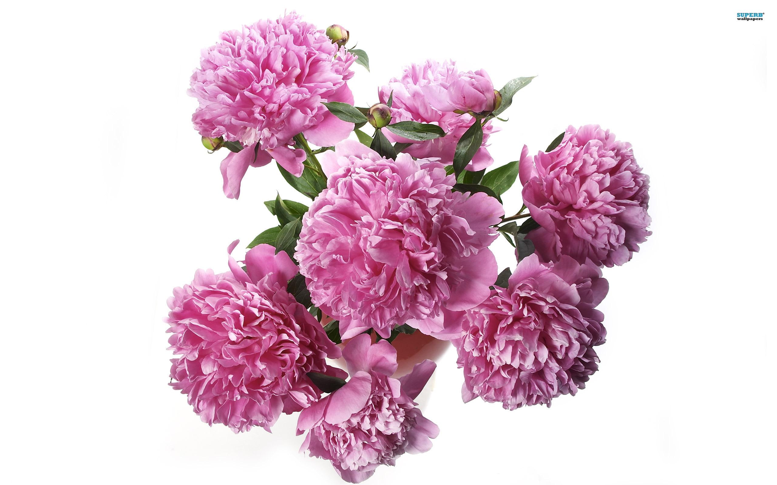 petaled, 2K, peonies, lovely, pink, spring, flowers, bouquet, nature and landscapes, HD Wallpaper
