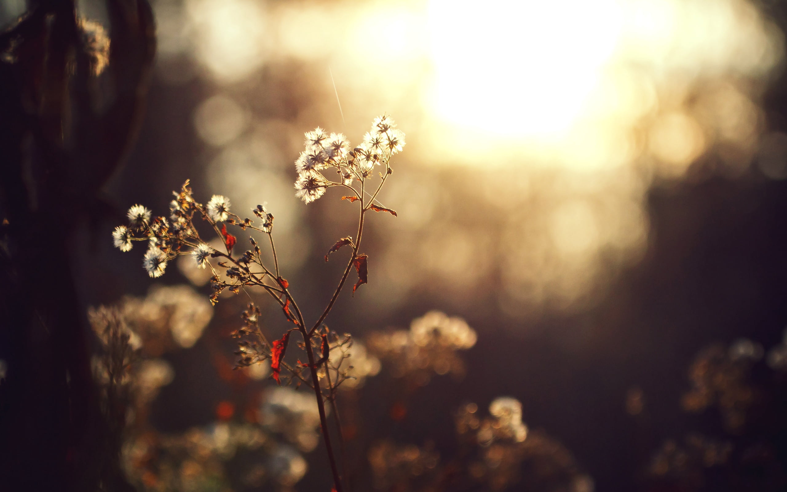 sun, meadow, land, season, rural Scene, growth, 2K, selective Focus, backgrounds, leaf, tranquility, autumn, landscape, sunbeam, abstract, focus on foreground, HD Wallpaper
