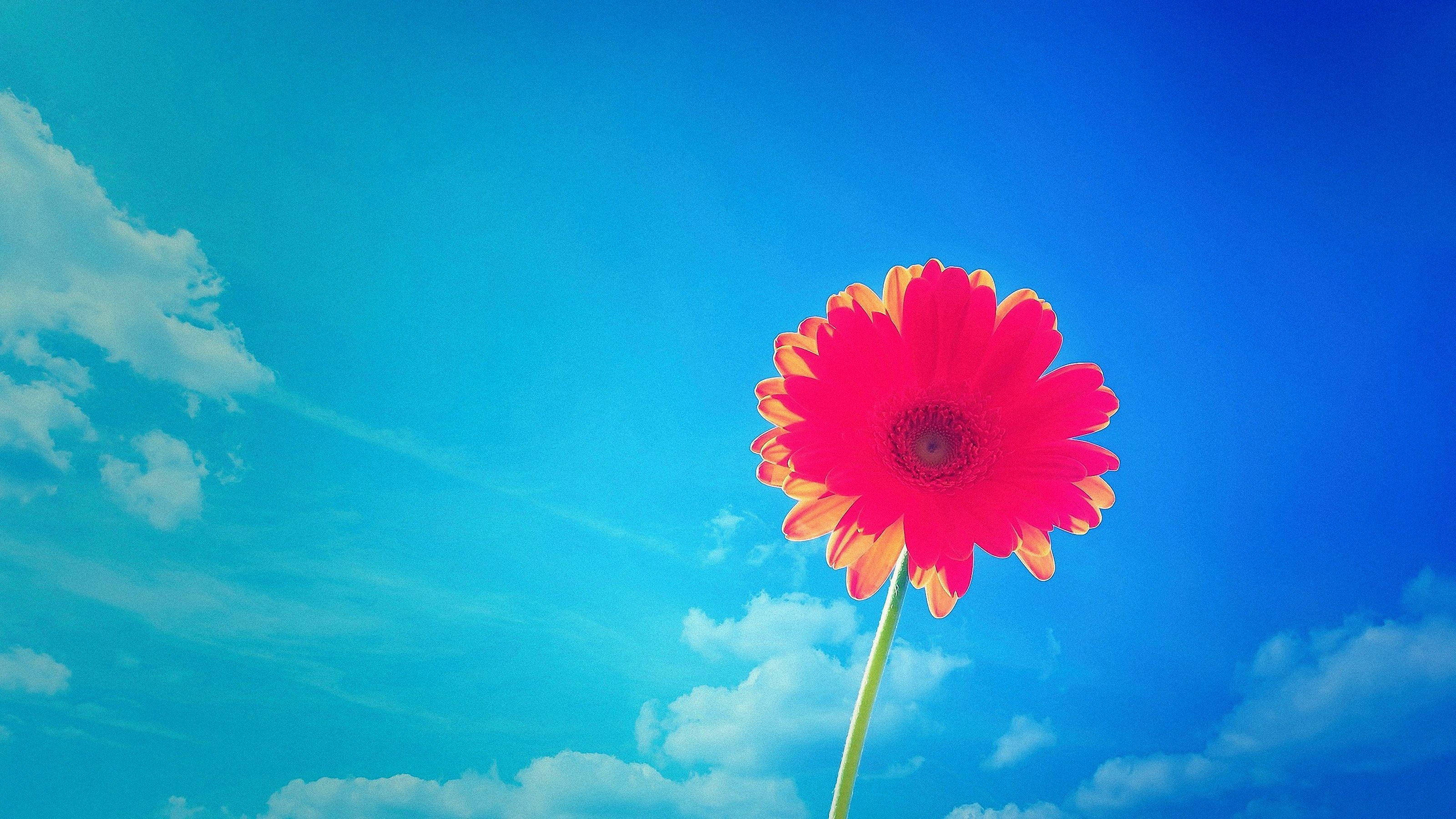 pollen, red, pink, sky, nature, freshness, no people, close-up, vulnerability, outdoors, growth, flowering plant, gerbera daisy, blue, inflorescence, flower head, HD Wallpaper
