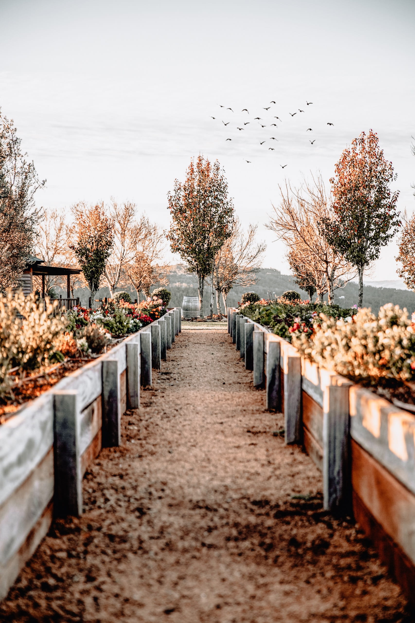 pathway, no people, growth, tree, wooden, cemetery, lighting equipment, nature, brown, footpath, middle, in a row, plant, outdoors, daytime, direction, Phone HD Wallpaper