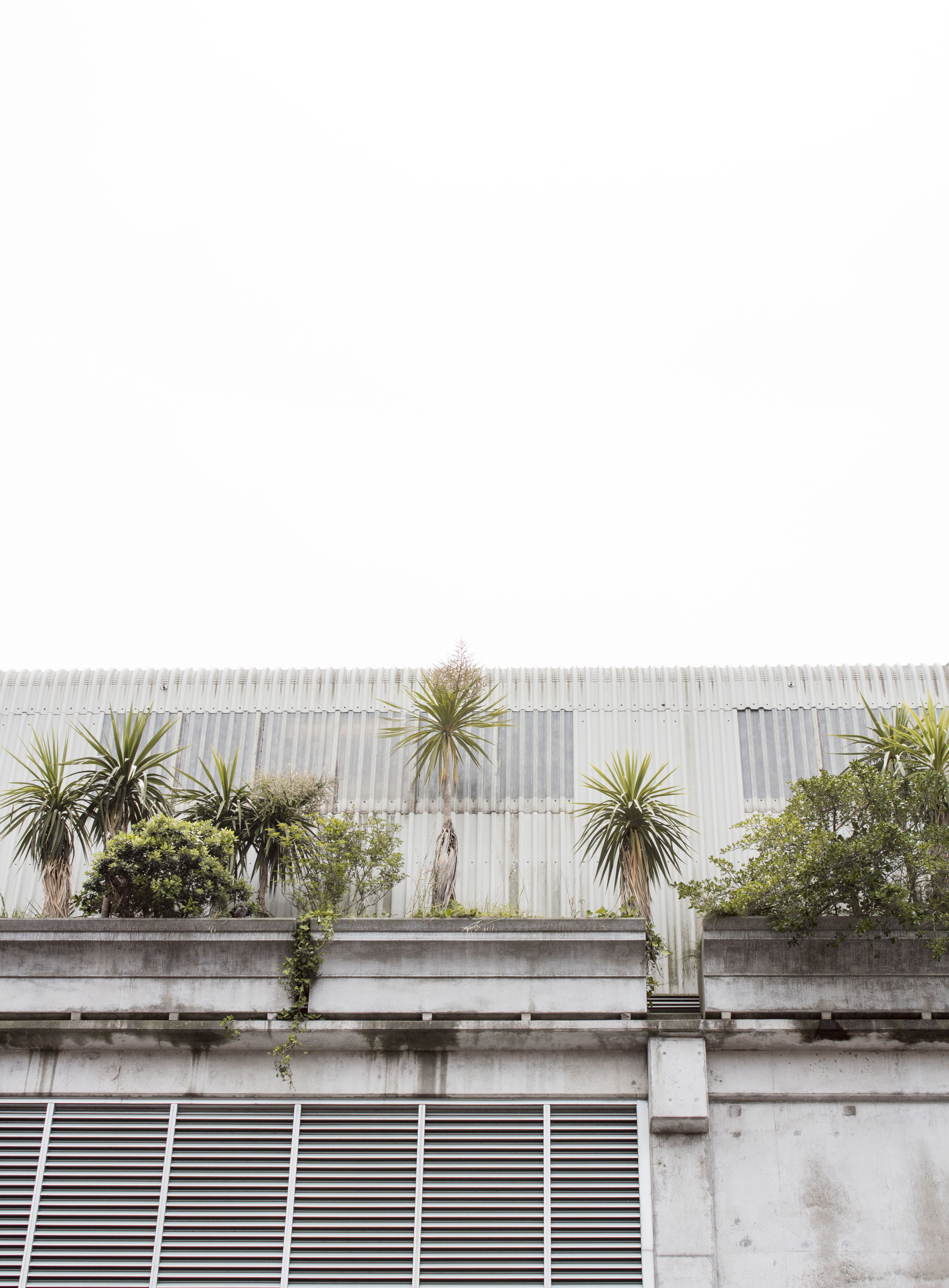 built structure, day, nature, vase, no people, low angle view, wall, arecaceae, jar, bonsai, tropical climate, wall - building feature, sky, corrugated, Phone HD Wallpaper