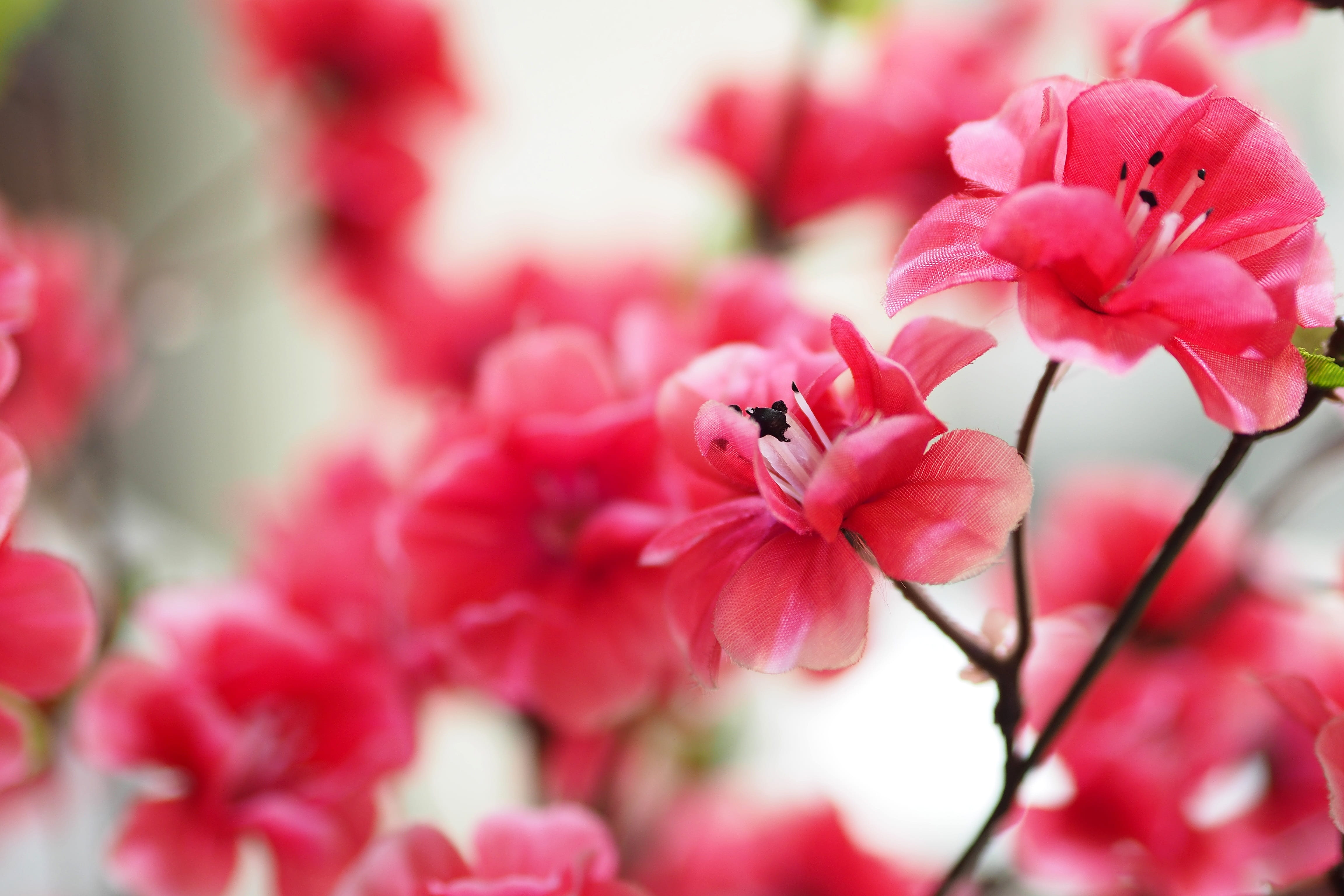 fragility, selective, close-up, no people, refreshing, pollination, blossom, artificial flowers, freshness, beauty in nature, pink color, flowers, cherry blossom, HD Wallpaper