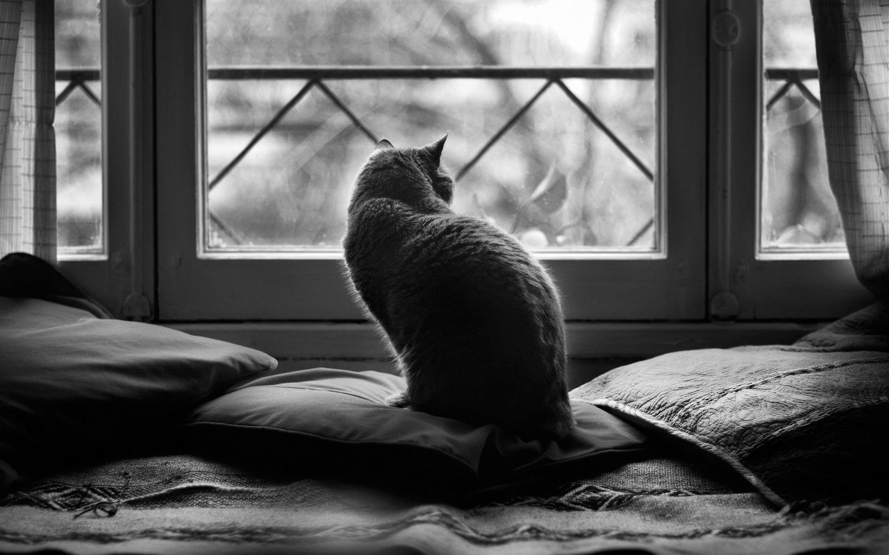 window, 720P, animals, cushions, monochrome, cat, HD Wallpaper