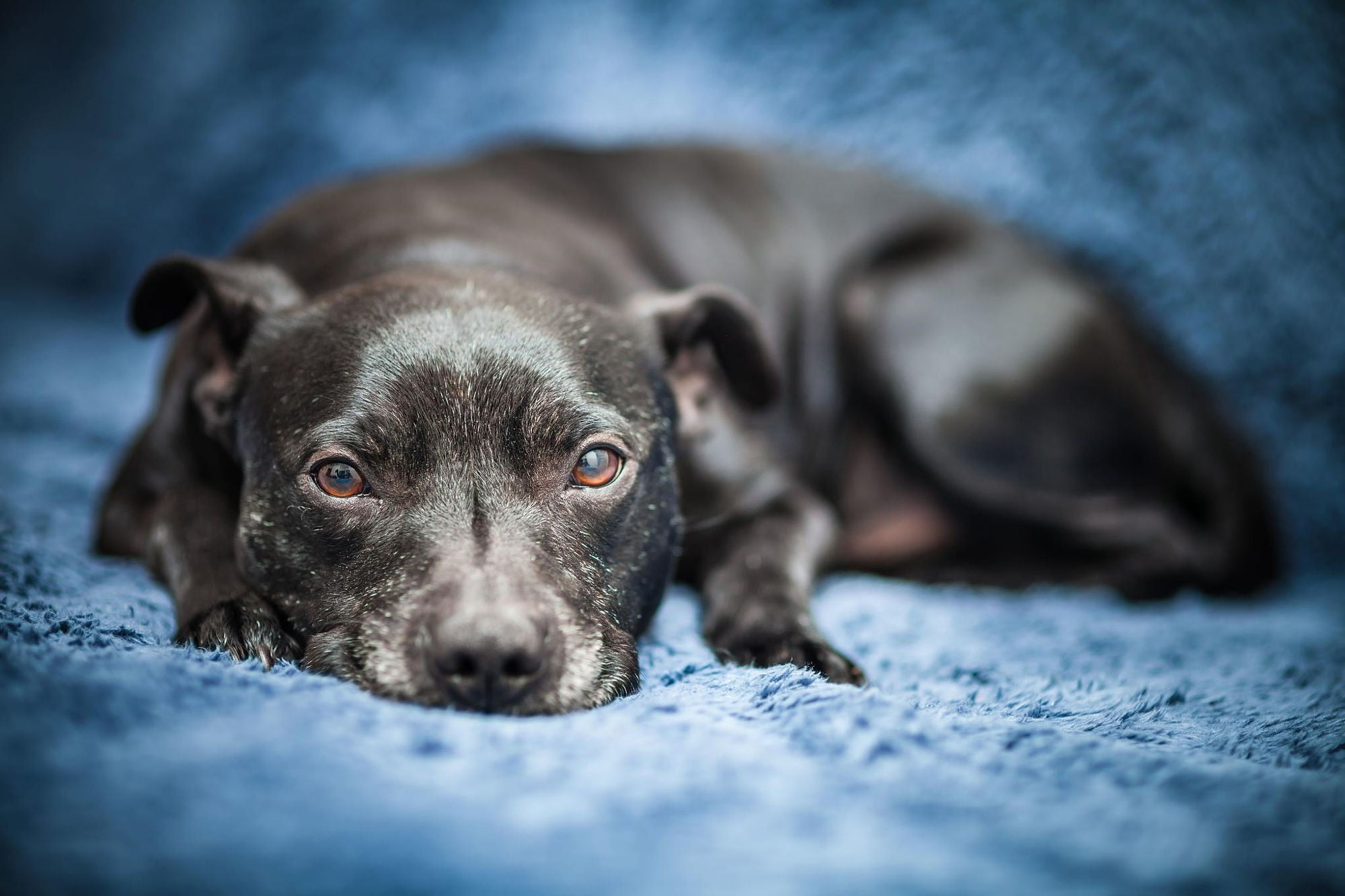 relaxation, animal eye, domestic, young animal, domestic animals, animal, mammal, selective focus, no people, close-up, canine, pets, portrait, one animal, HD Wallpaper