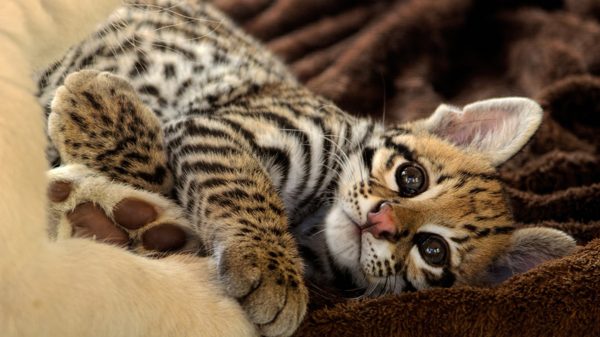 1080P, Rest, Kitten, Cute, Ocelot, HD Wallpaper