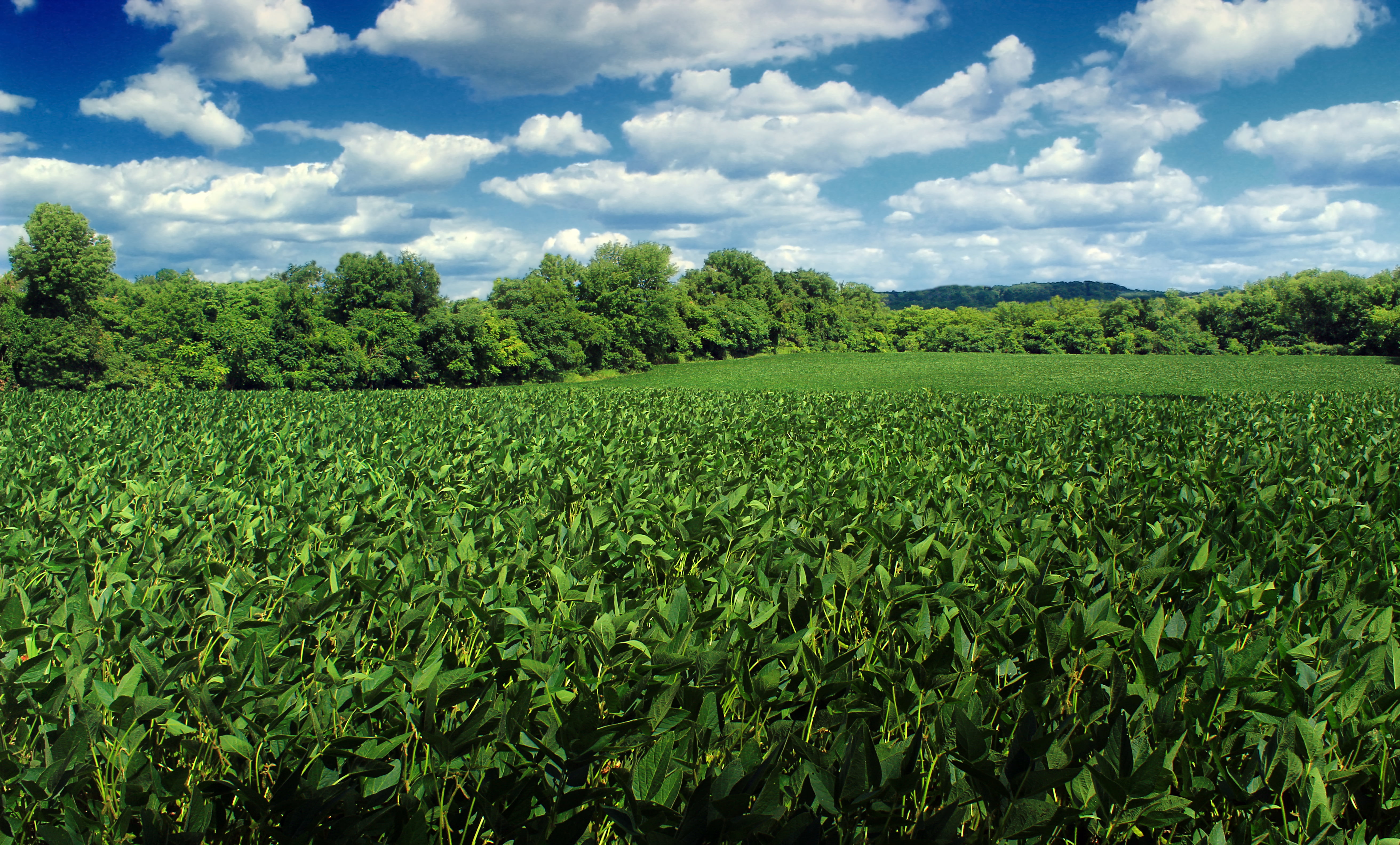 5K, crops, growth, green Color, plants, land, blue, green, creative commons, cloudy, green leaves, soybean, cloud - Sky, plant, Wildlife Management Area, HD Wallpaper