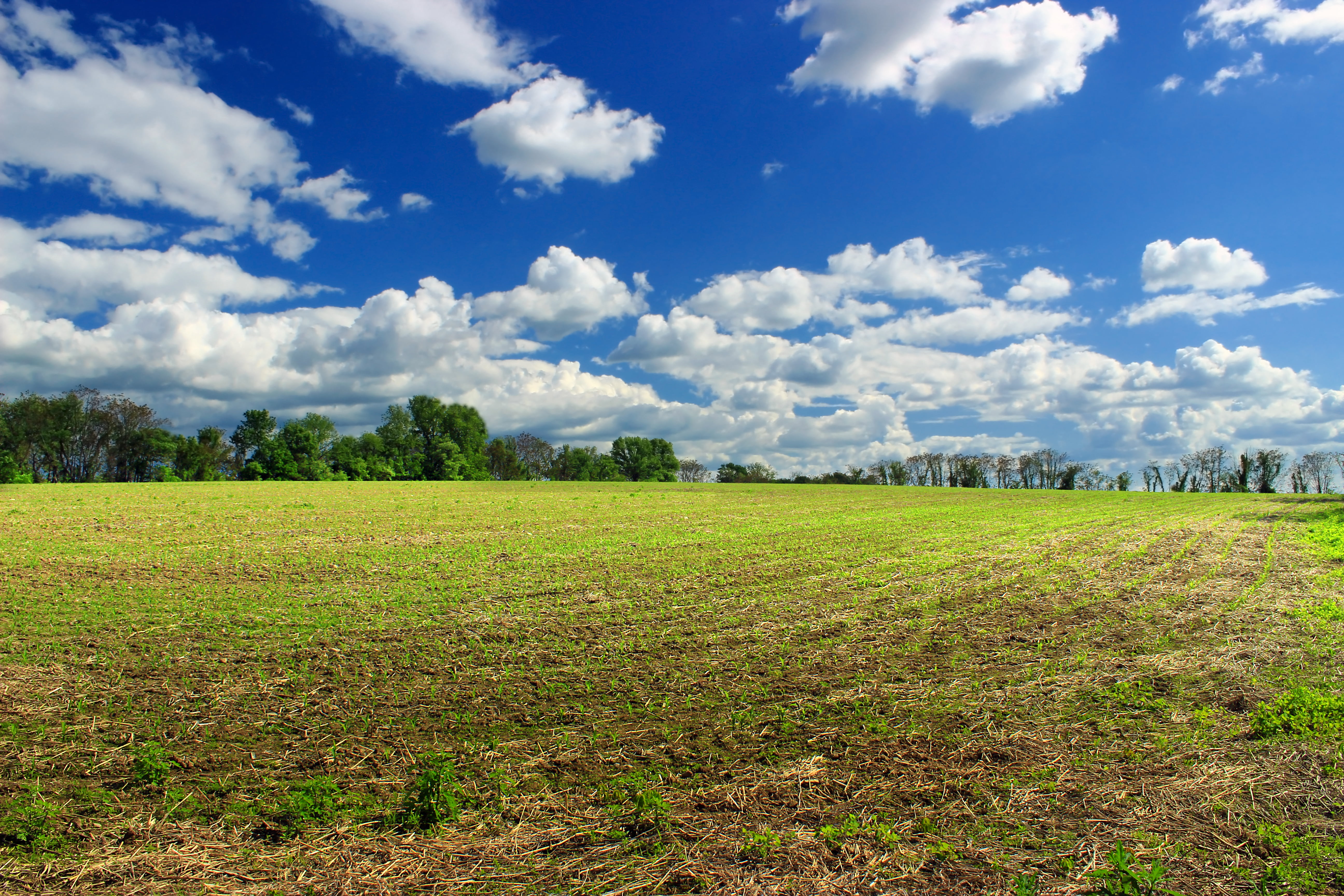 cornfield, nature, meadow, grass, green grass, trees, outdoors, brown, hiking, agriculture, Wildlife Management Area, creative commons, summer, 5K, spring, HD Wallpaper