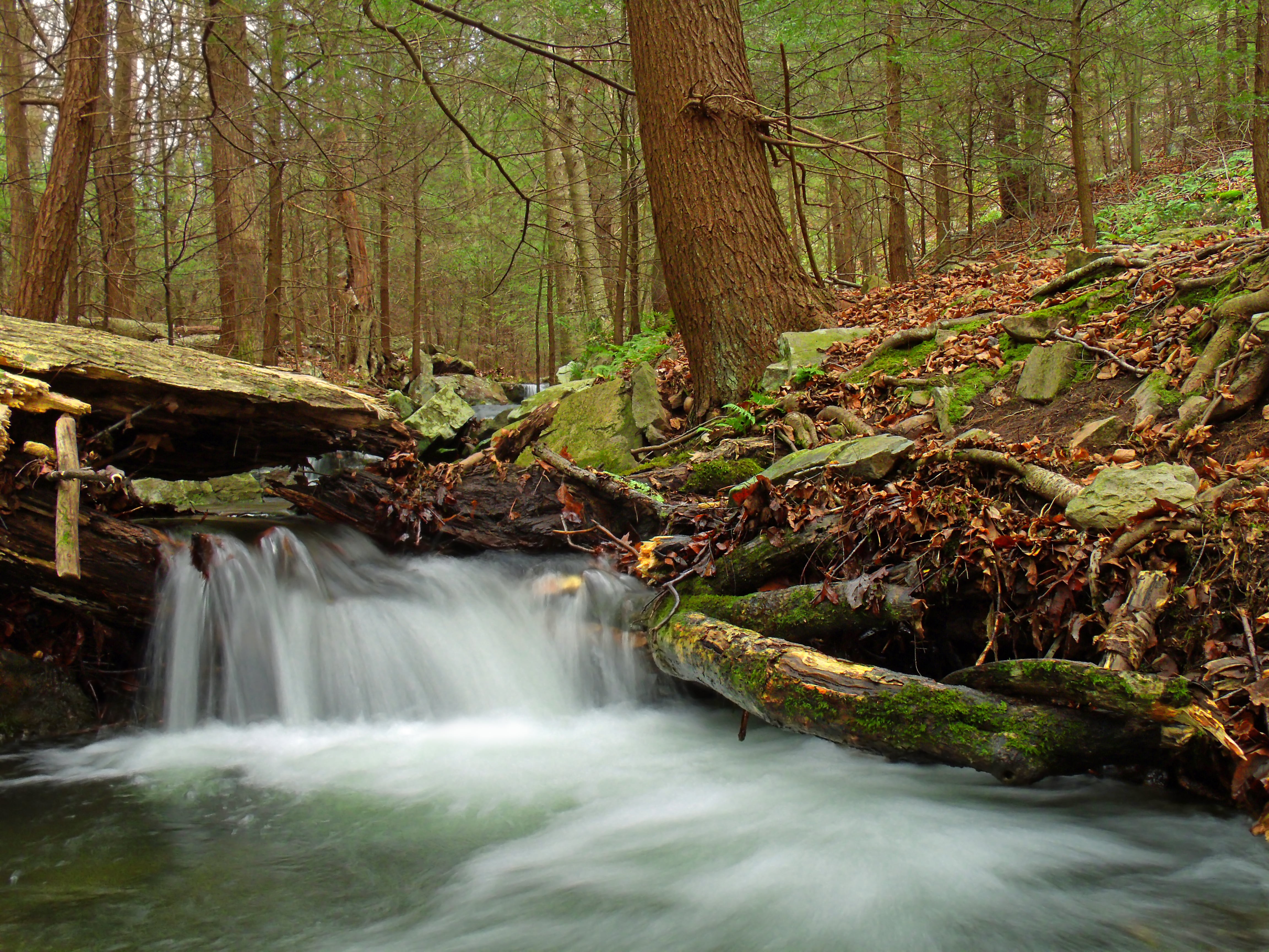 moss, landscape, Tsuga canadensis, creek, forest, water, eastern hemlocks, 4K, tree, Revisited, hiking, photo, freshness, falling, inside, river, Clinton County, HD Wallpaper
