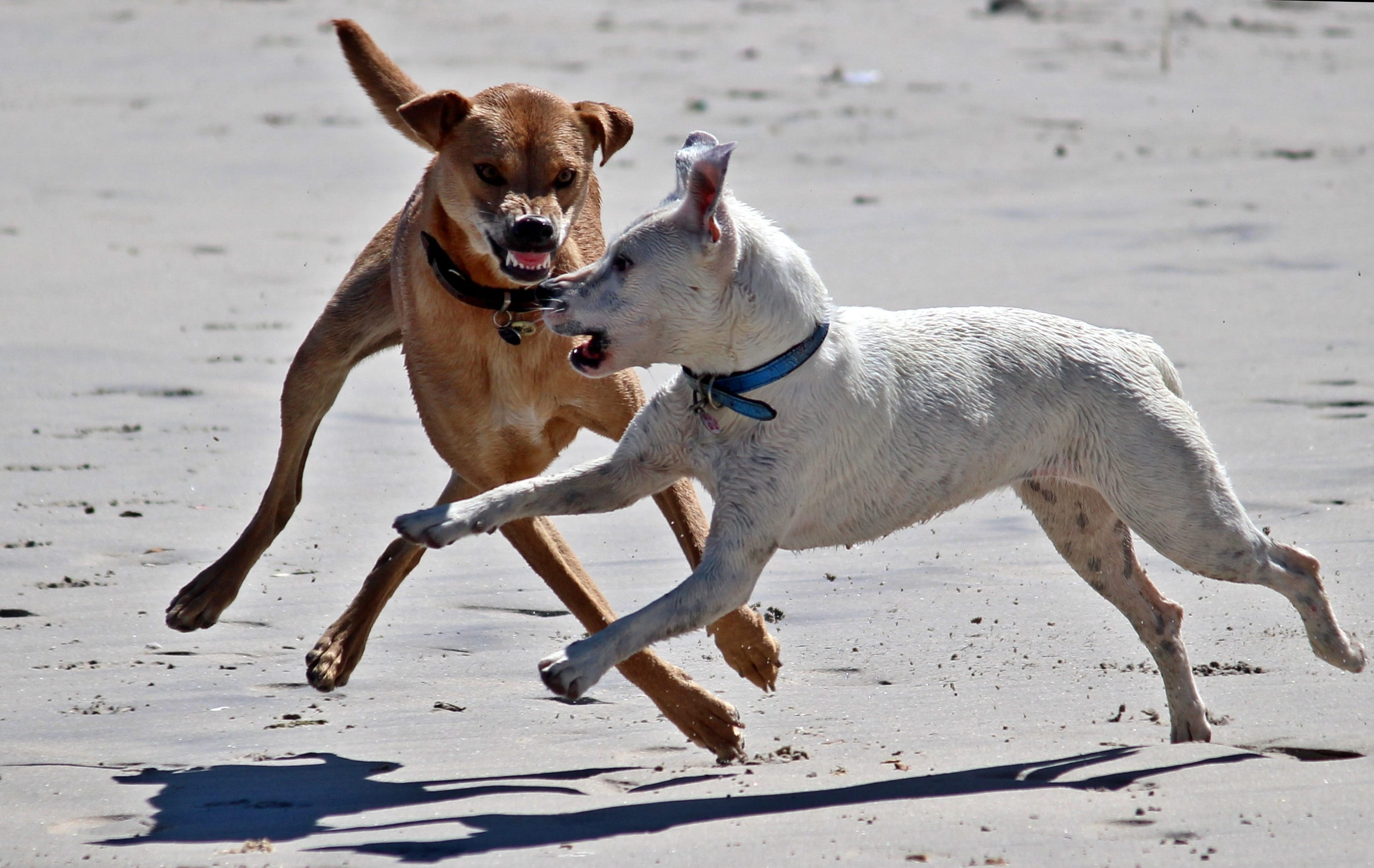 community, dominance, foot, two, mammal, fox colors, running, domestic animals, motion, friendship, animal themes, buddy, one animal, collar, beach, attack, HD Wallpaper