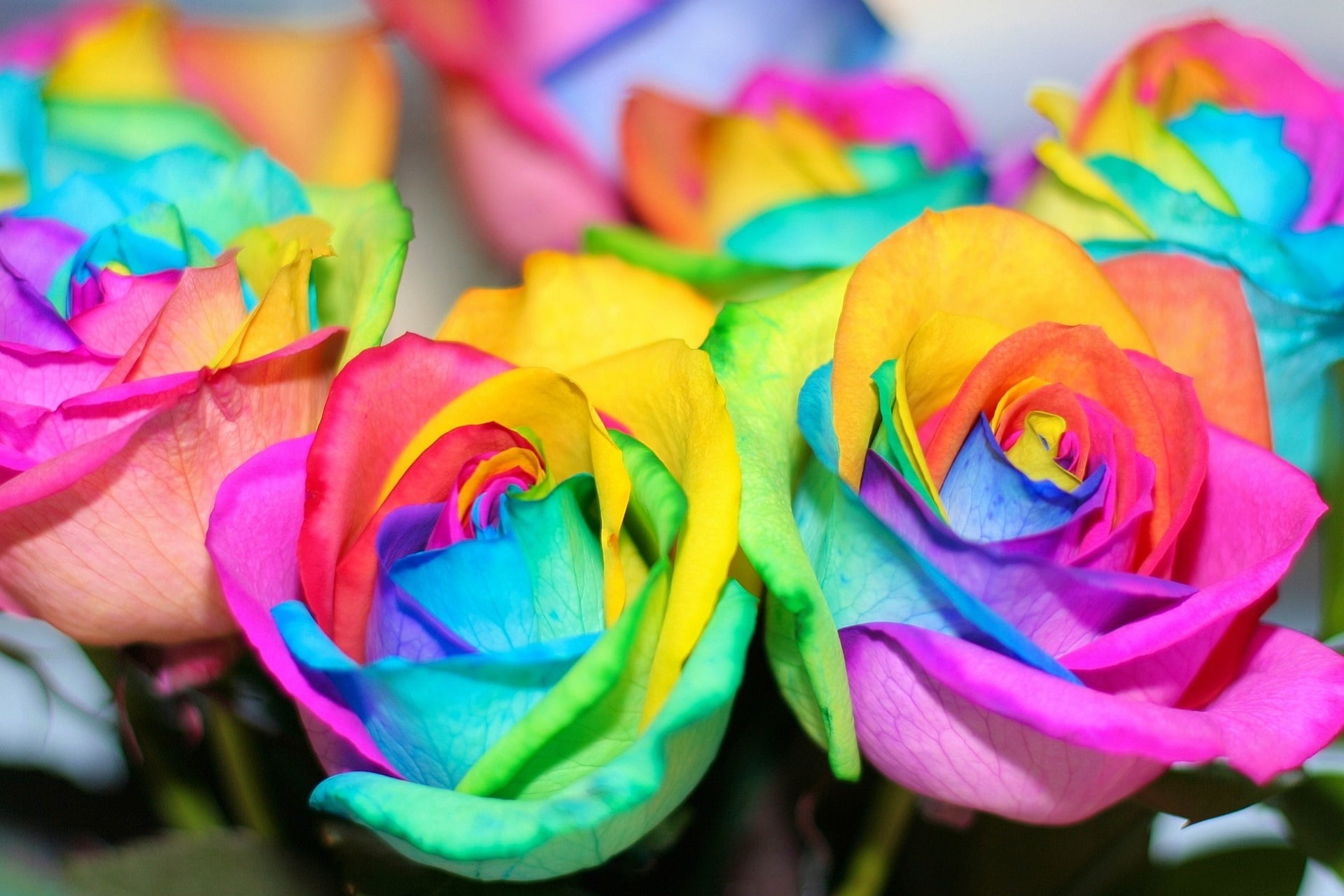 multi Colored, colors, flowers, plant, blue, freshness, flower, vulnerability, colorful, no people, petaled, variation, green Color, flowering plant, celebration, HD Wallpaper