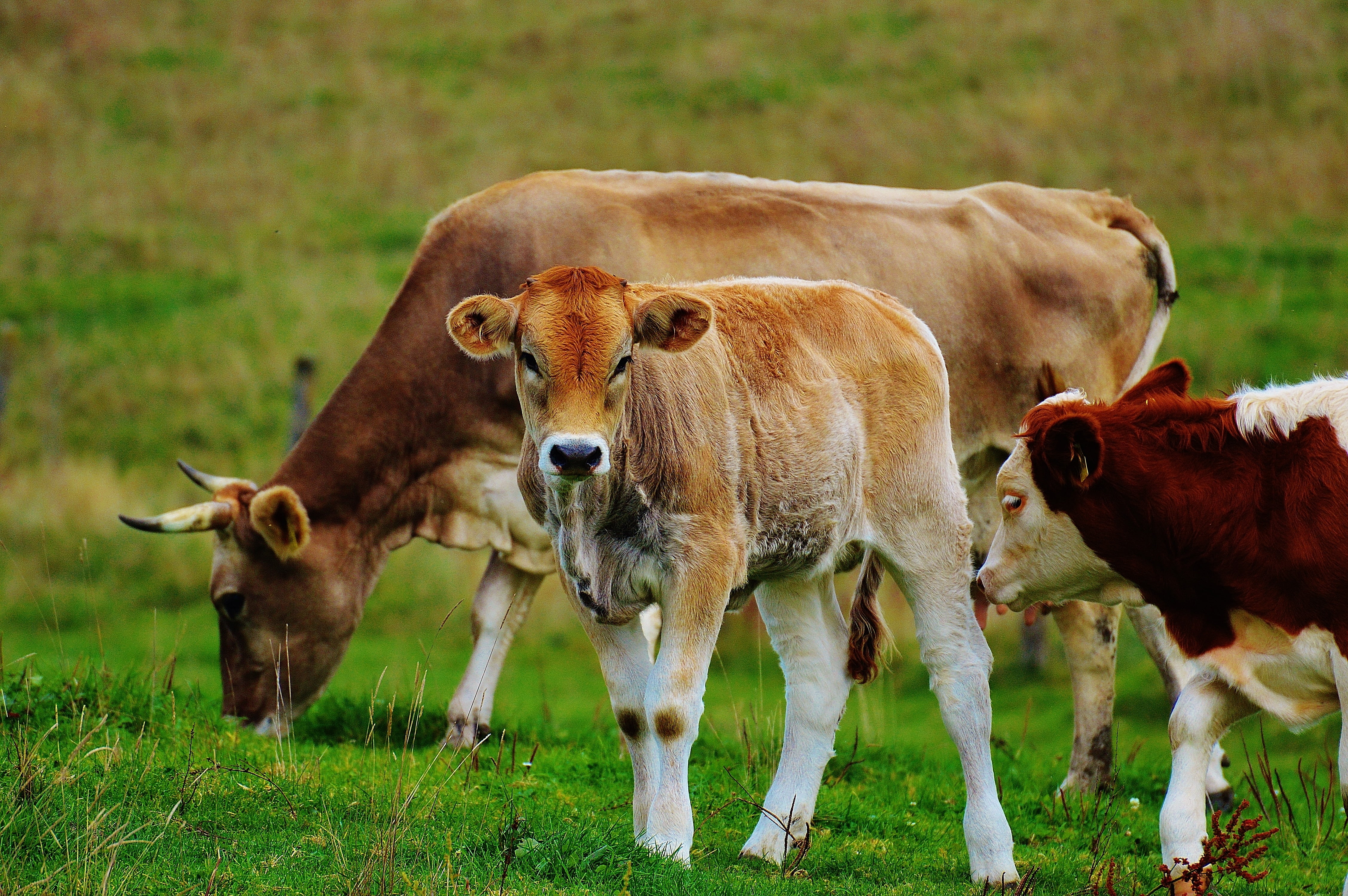 agriculture, animal, herbivorous, pasture, meadow, mammal, cows, group of animals, green Color, field, animal themes, domestic cattle, pets, young animal, HD Wallpaper