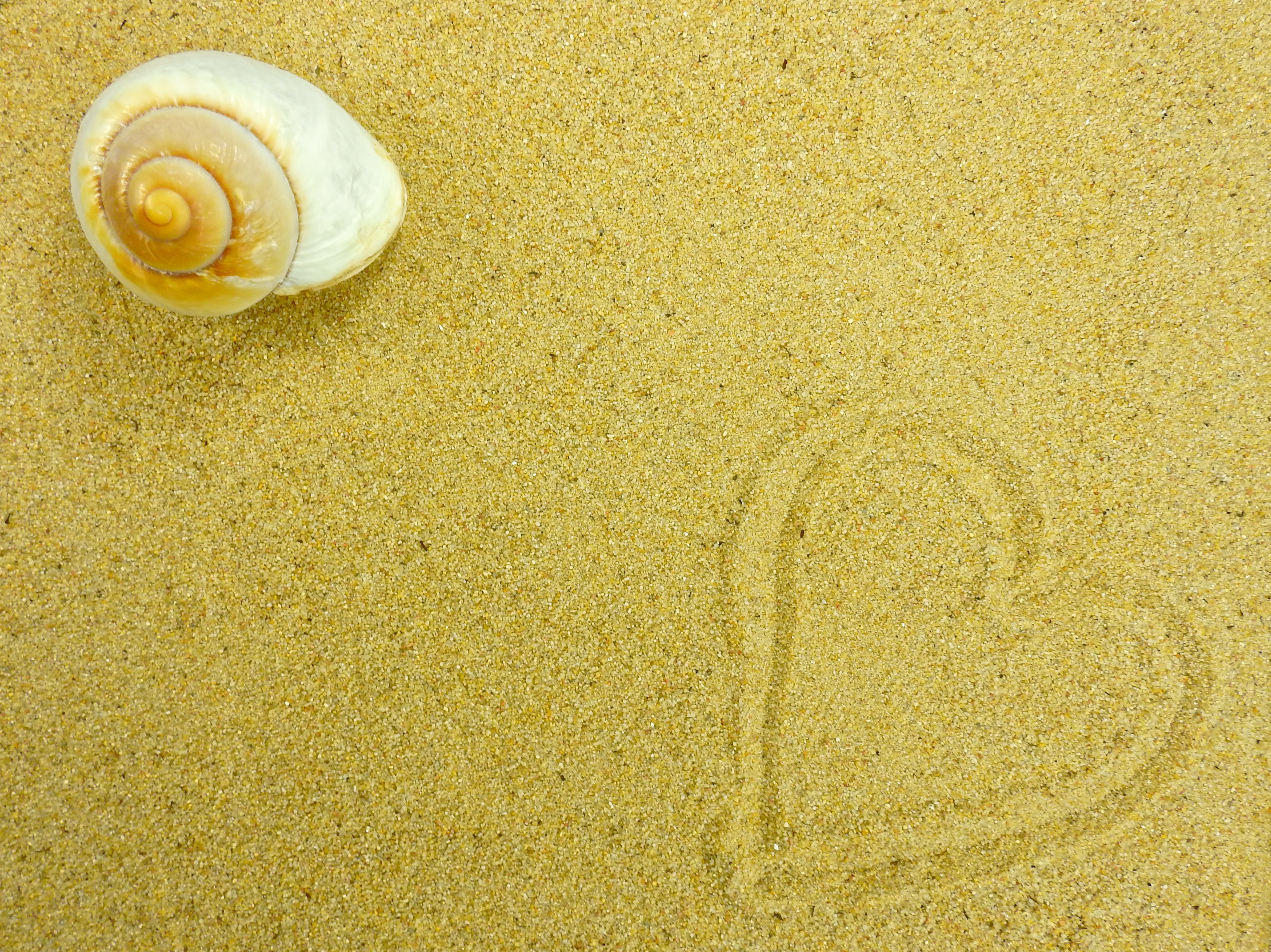 textured, white, sand, near, nature, close-up, pattern, animals in the wild, high angle view, backgrounds, one animal, snail, beach, summer, postcard, beauty in nature, HD Wallpaper