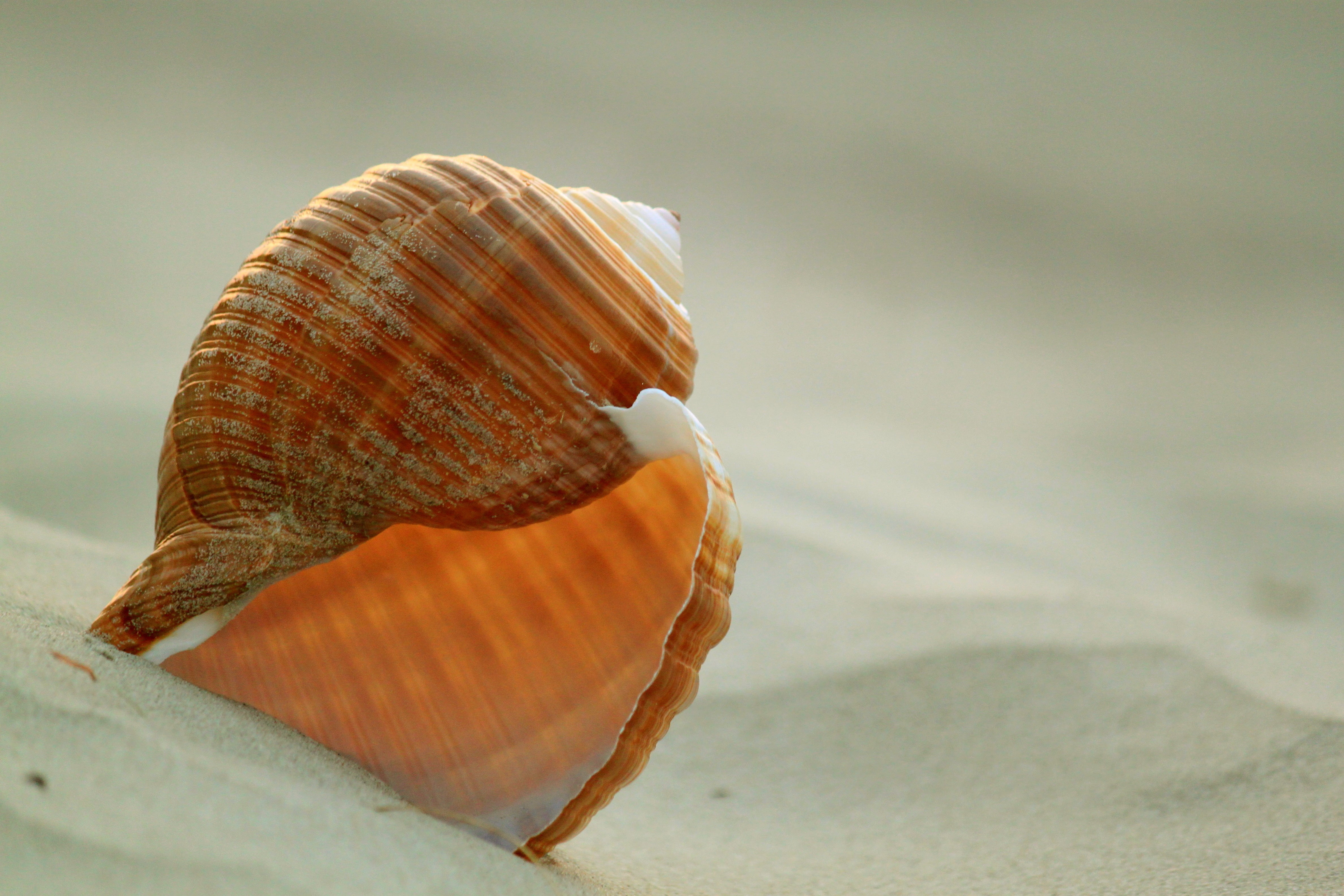 deco, nature, eddy, land, swirl, vacations, close up, holiday, summer, animal Shell, invertebrate, focus on foreground, animal world, sea animal, shell, HD Wallpaper