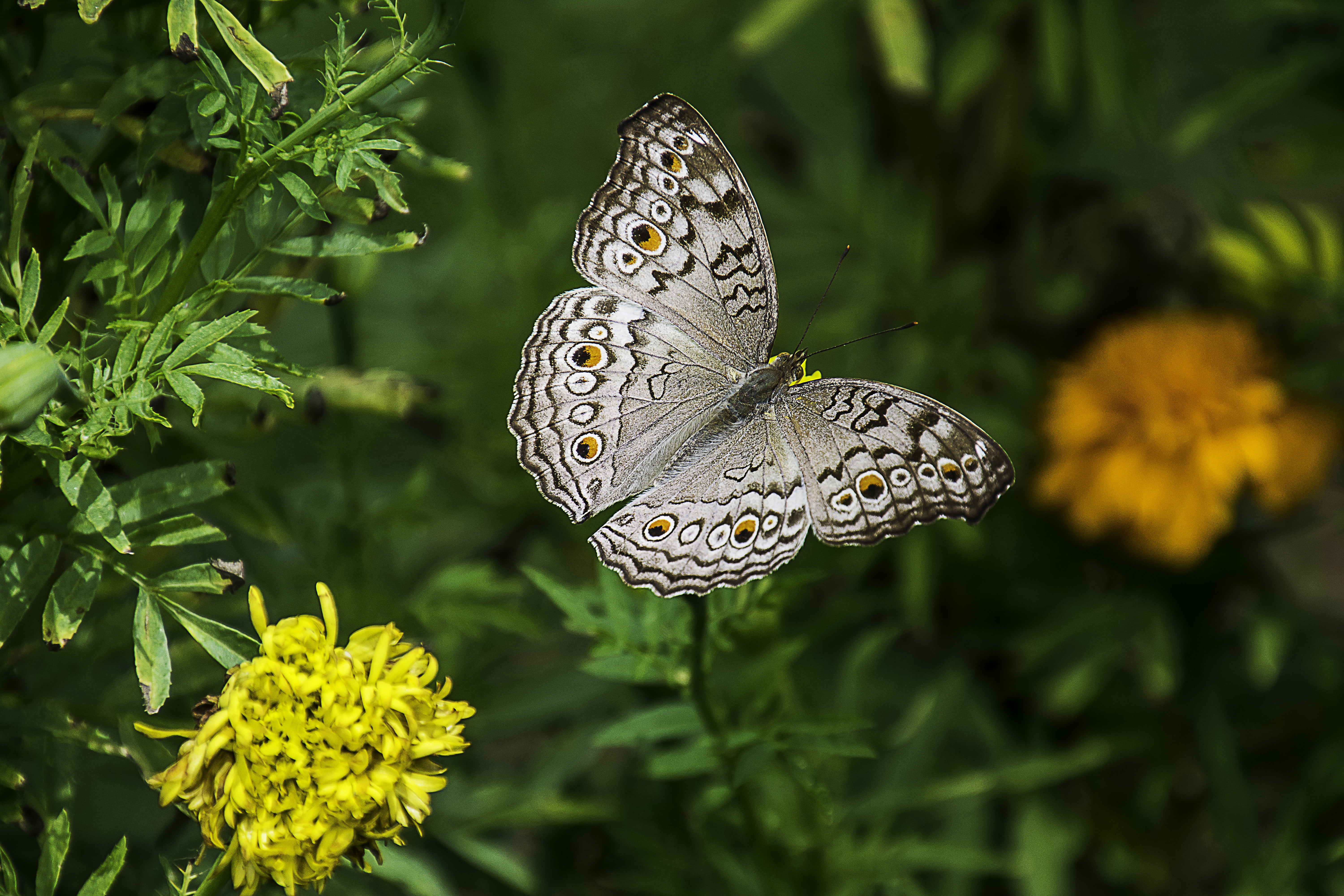 green color, white, insect, focus, close-up, photography, gray, day, butterfly - insect, nature, flower head, butterfly, plant, flower, growth, invertebrate, HD Wallpaper