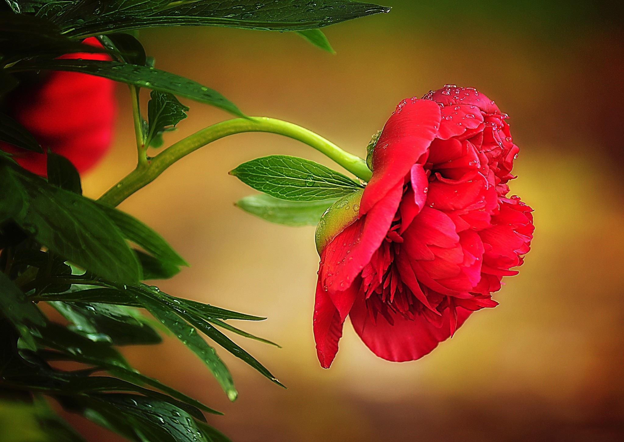peony, flowers, flower, red, 1080P, nature and landscapes, nature, HD Wallpaper