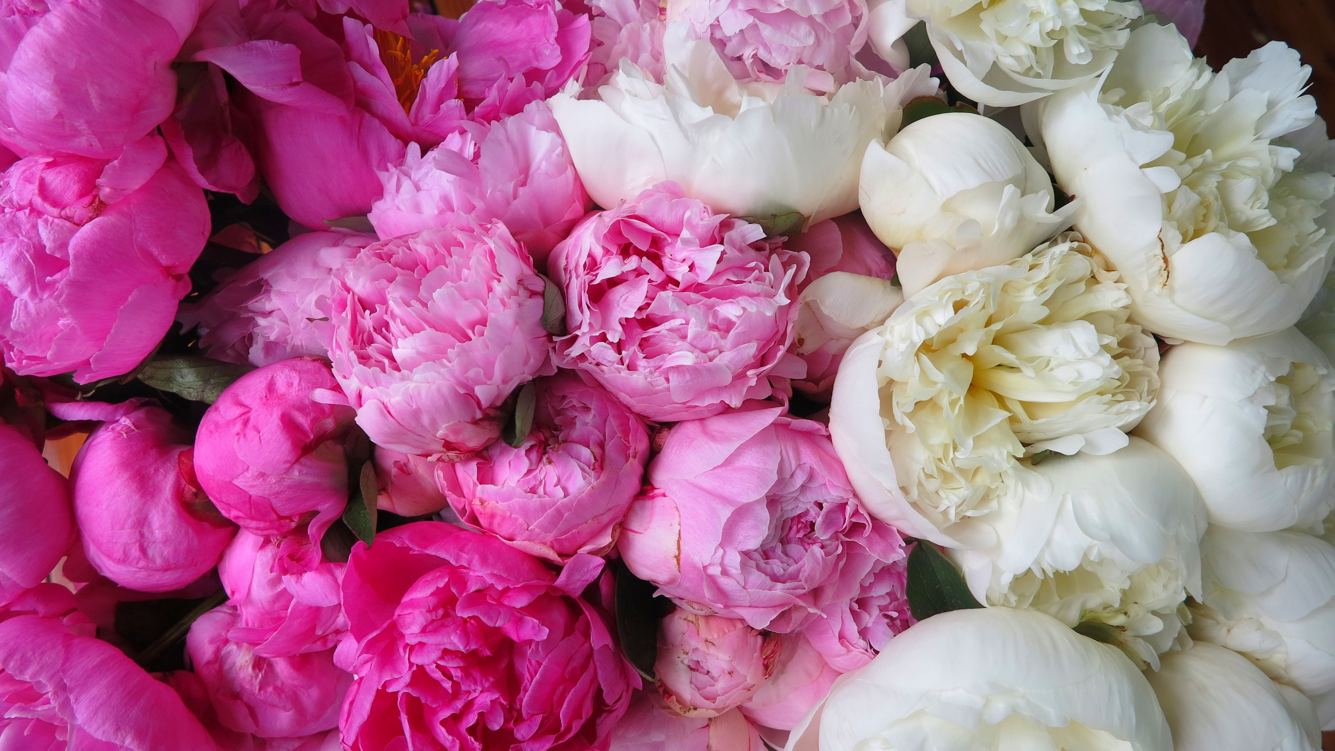 white, freshness, large group of objects, full frame, flowers, white color, close-up, flower arrangement, still life, no people, plant, petal, 4K, backgrounds, HD Wallpaper