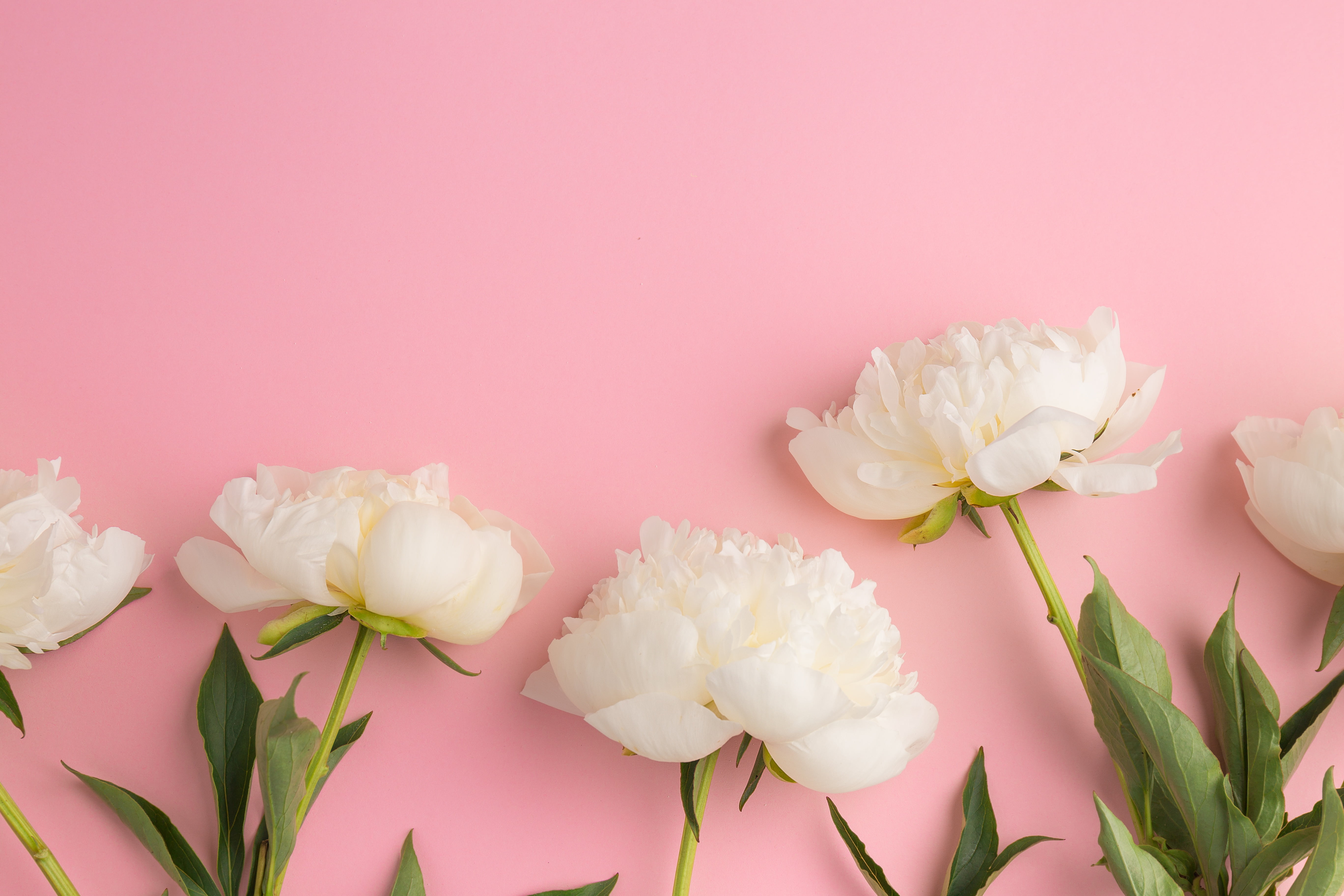 white, flowers, 5K, peonies, beautiful, HD Wallpaper