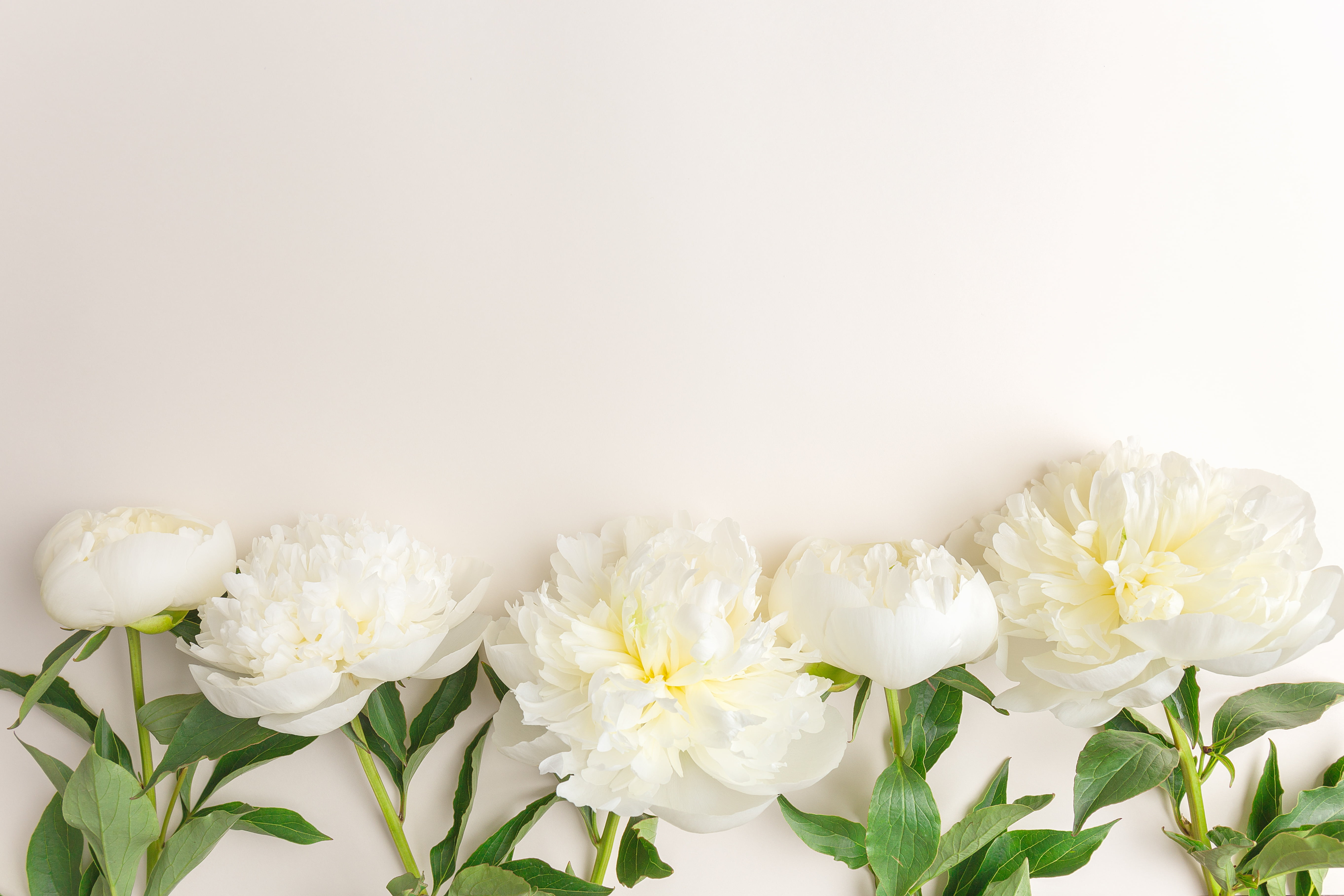 5K, white, peonies, beautiful, flowers, HD Wallpaper